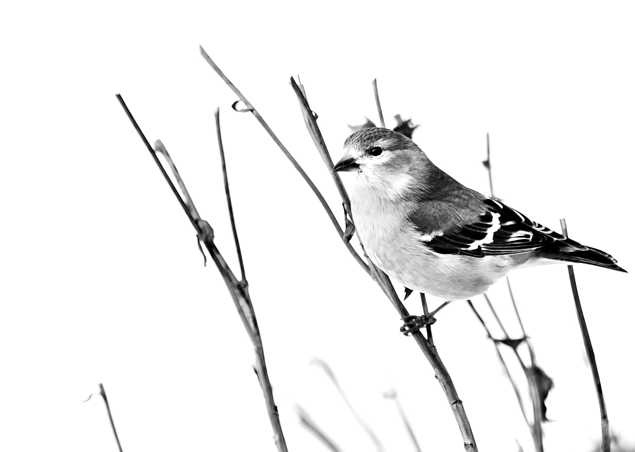 Sigma 70-300mm F4-5.6 APO DG Macro sample photo. Winter yellow finch in bw photography