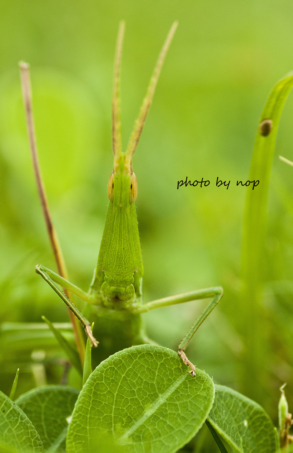 Canon EOS 500D (EOS Rebel T1i / EOS Kiss X3) + Tamron SP AF 90mm F2.8 Di Macro sample photo. Lovely locust photography