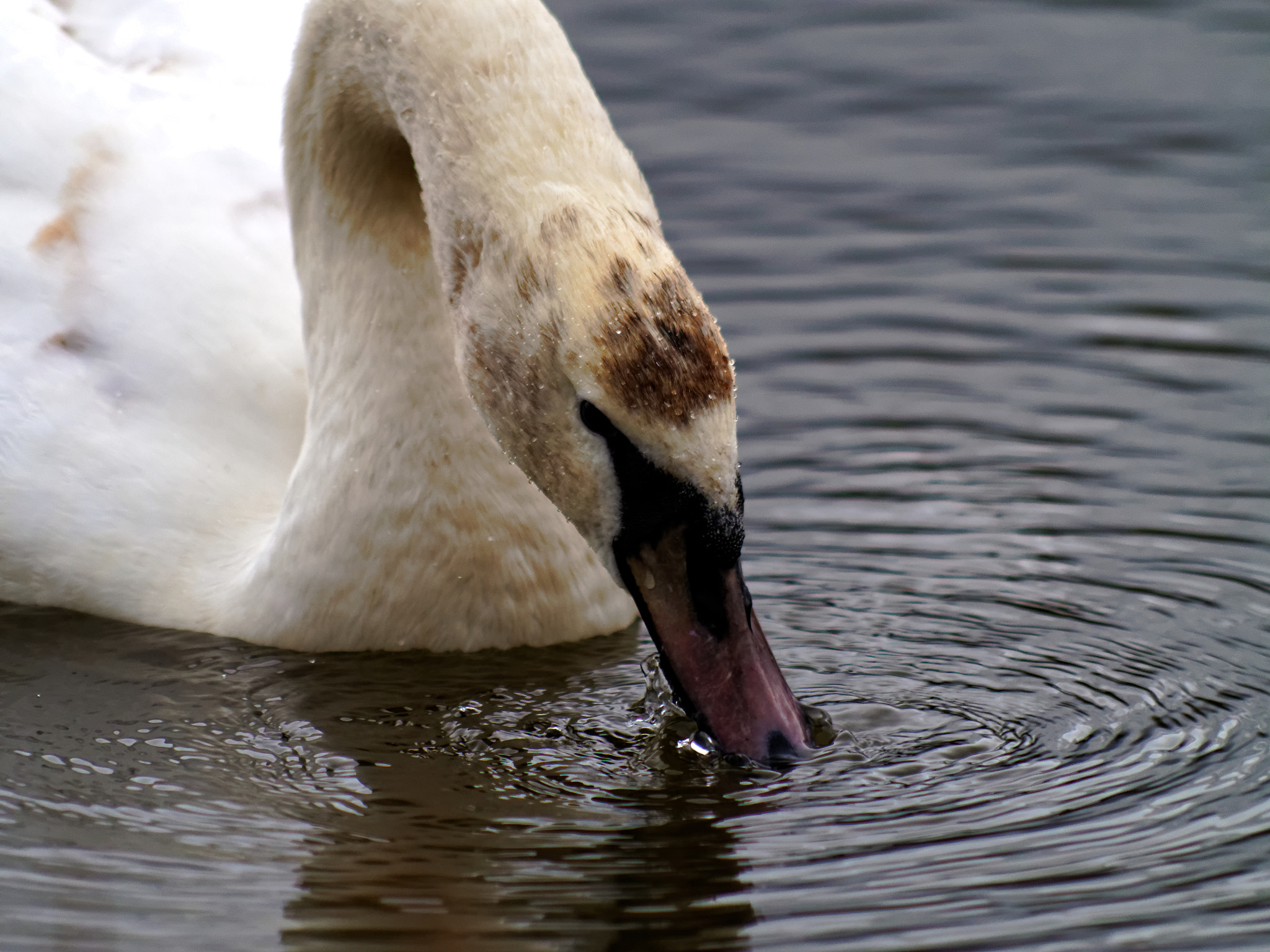 Pentax smc DA 55-300mm F4.0-5.8 ED sample photo. Swan photography