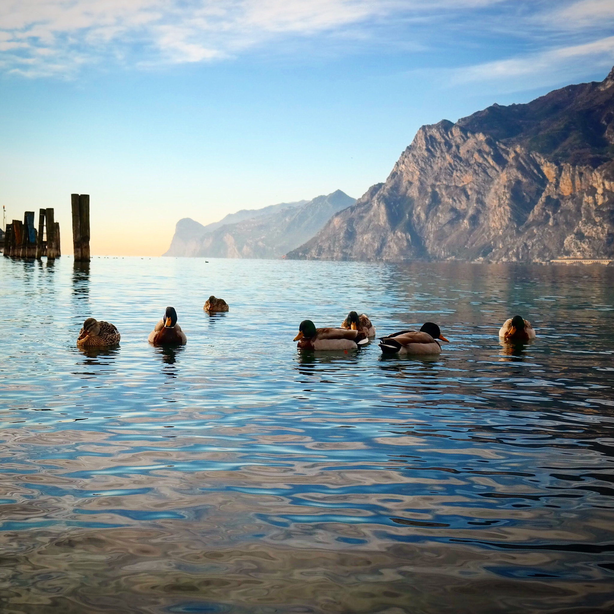 Samsung EK-GN120 sample photo. Ducks on lake garda photography