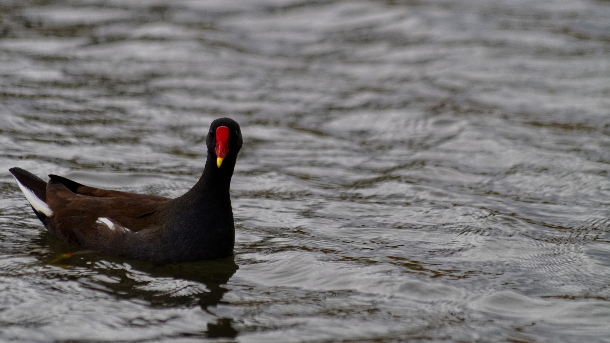 Pentax smc DA 55-300mm F4.0-5.8 ED sample photo. Common moorhen photography