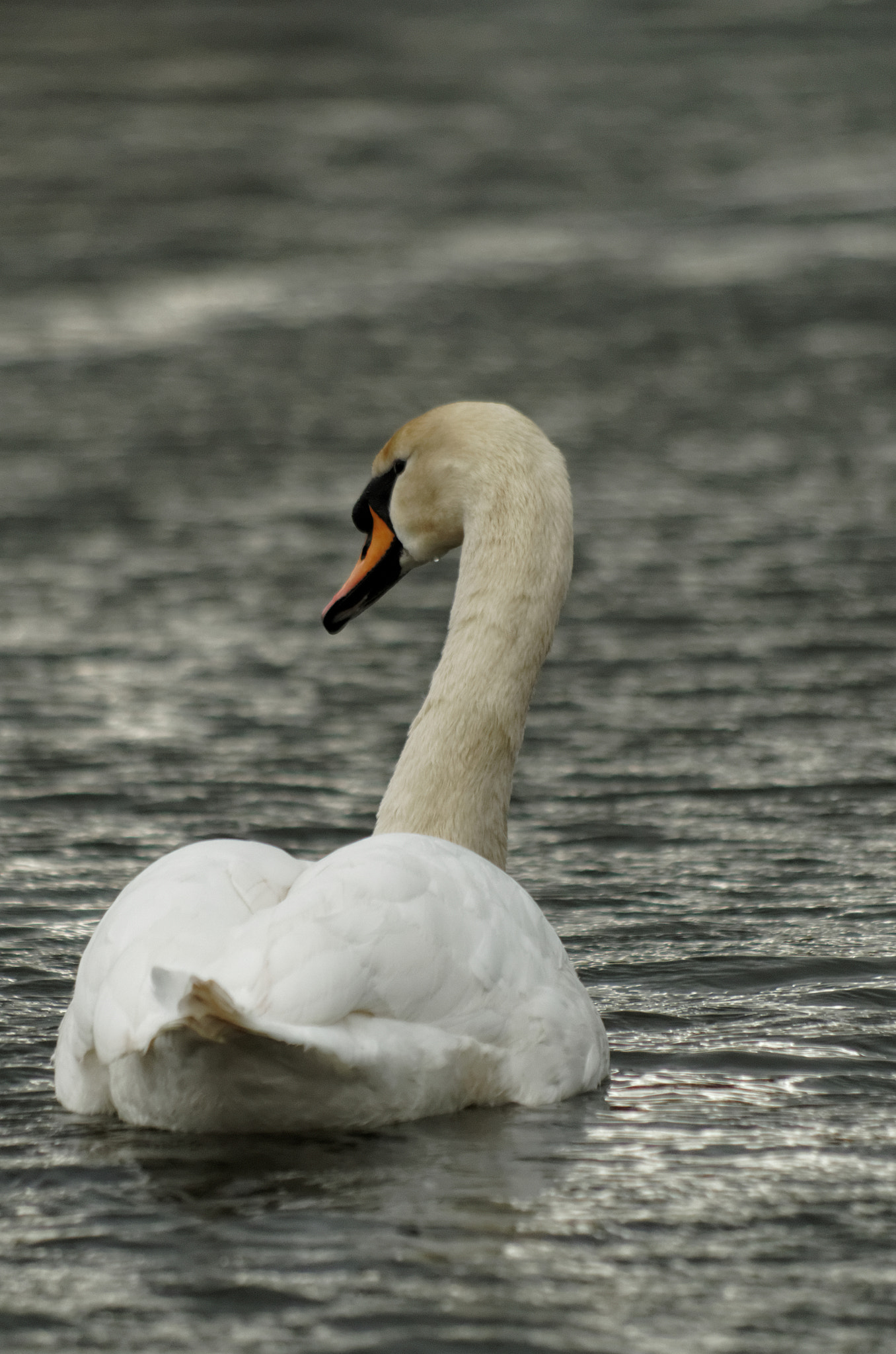 Pentax smc DA 55-300mm F4.0-5.8 ED sample photo. Curious photography