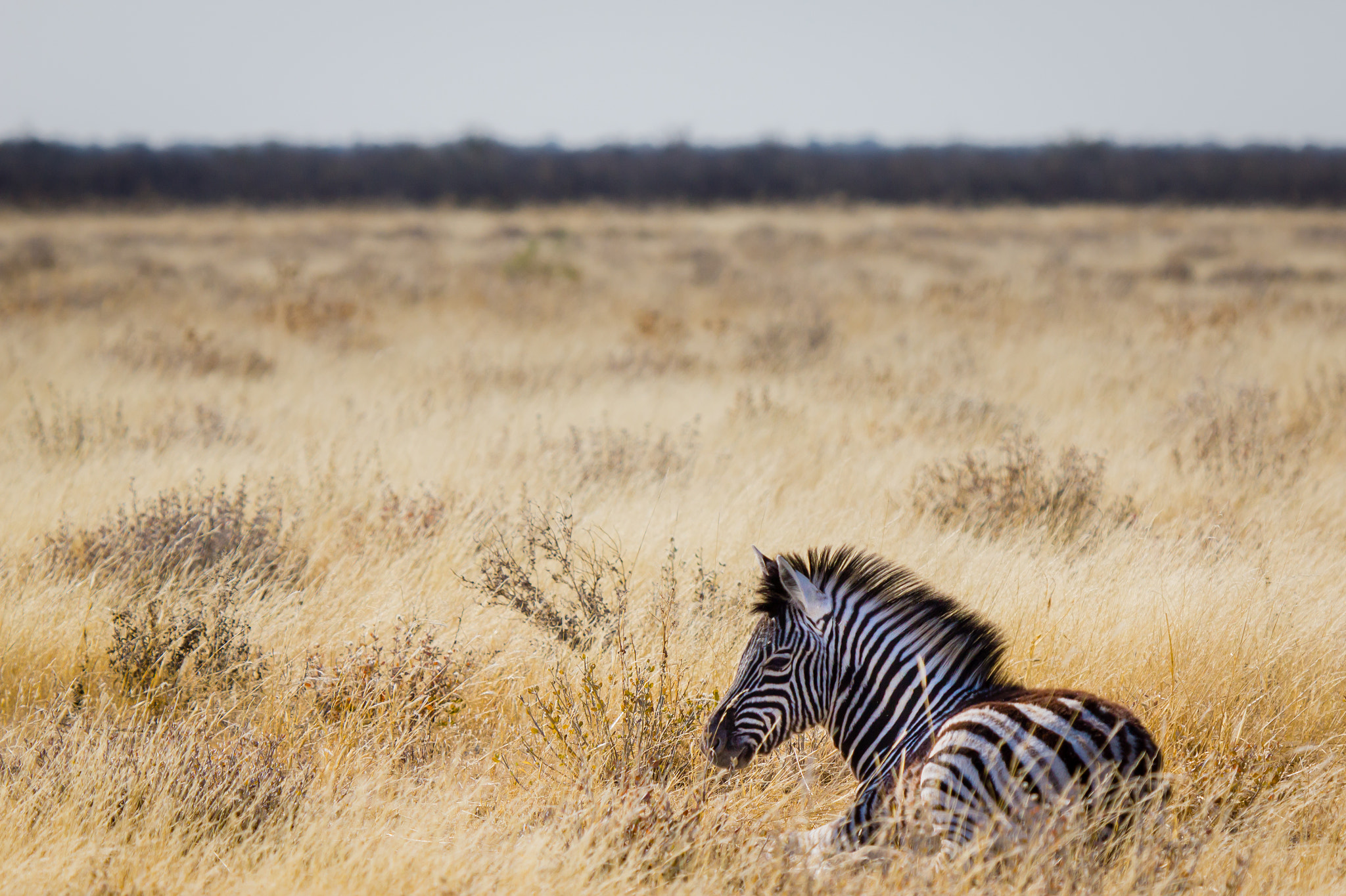Canon EF 100-400mm F4.5-5.6L IS USM sample photo. Zebra in the grass photography