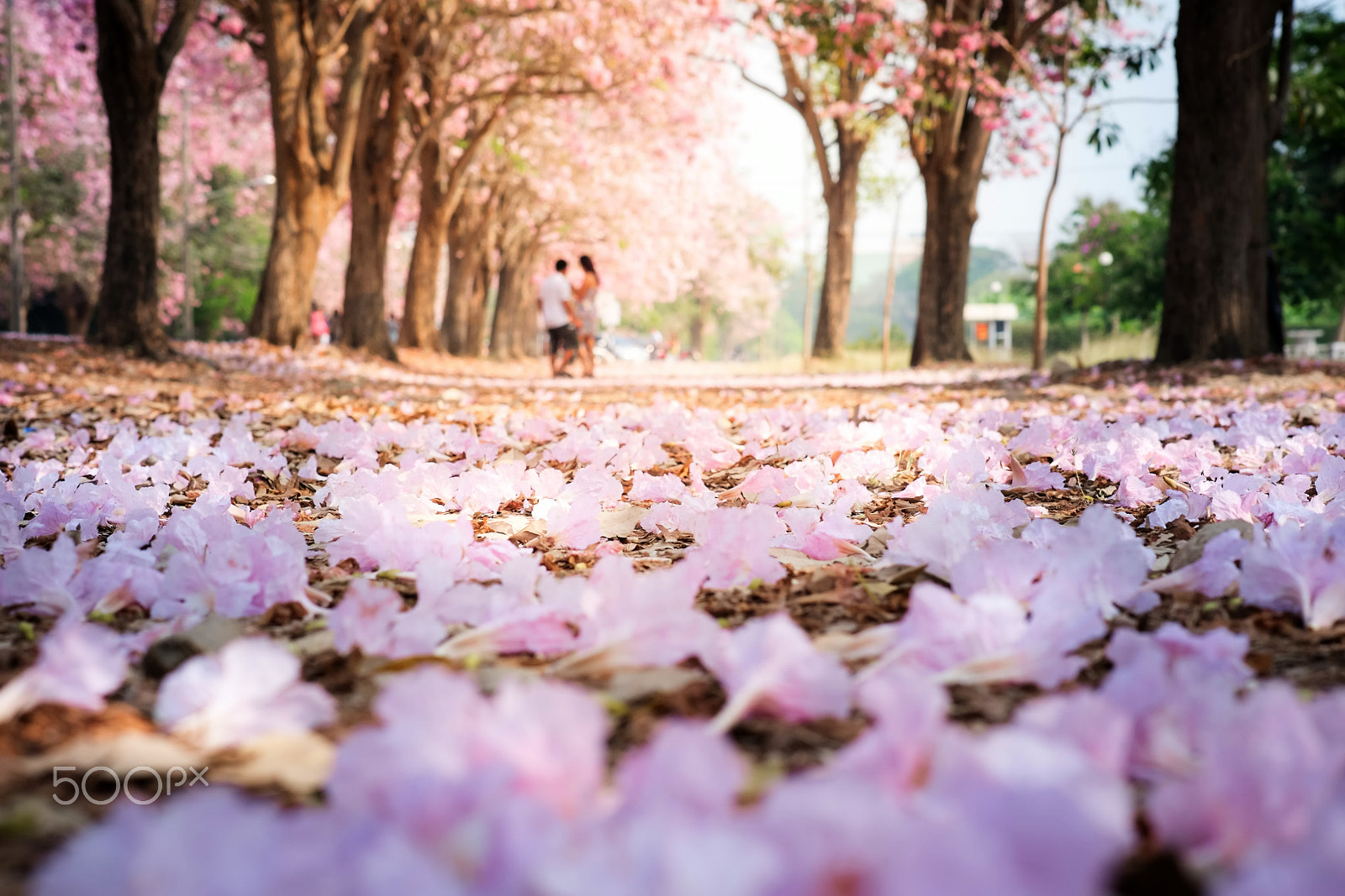 Fujifilm X-M1 + Fujifilm XF 60mm F2.4 R Macro sample photo. Pink trumpet or tatebuia in full bloom photography