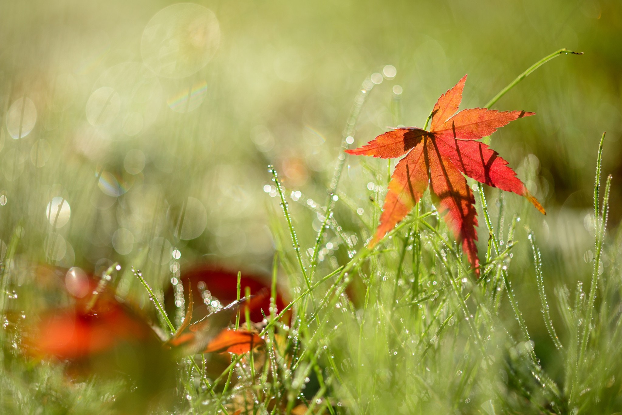 ZEISS Makro-Planar T* 50mm F2 sample photo. Leaf fall photography