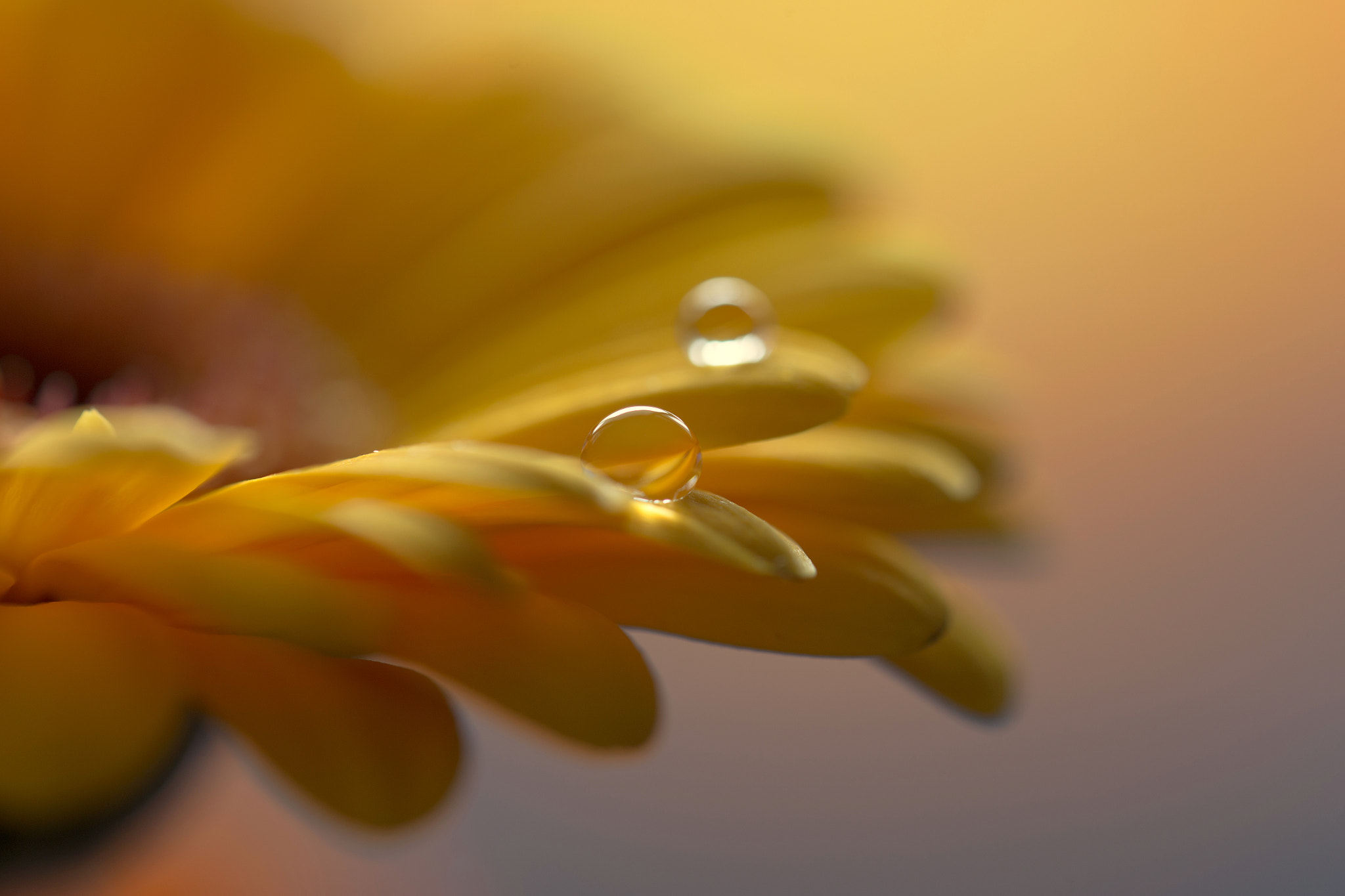 Sigma 150mm f/2.8 EX DG OS HSM APO Macro sample photo. Drops on yellow gerbera daisy photography