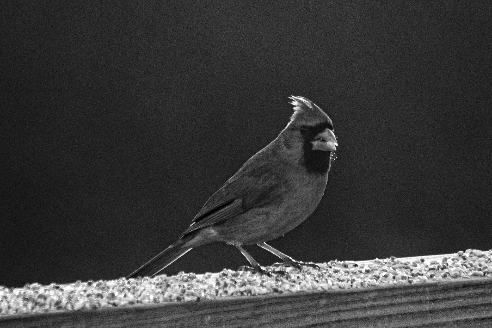 Canon EF 70-300mm F4-5.6 IS USM sample photo. B&amp;w cardinal photography