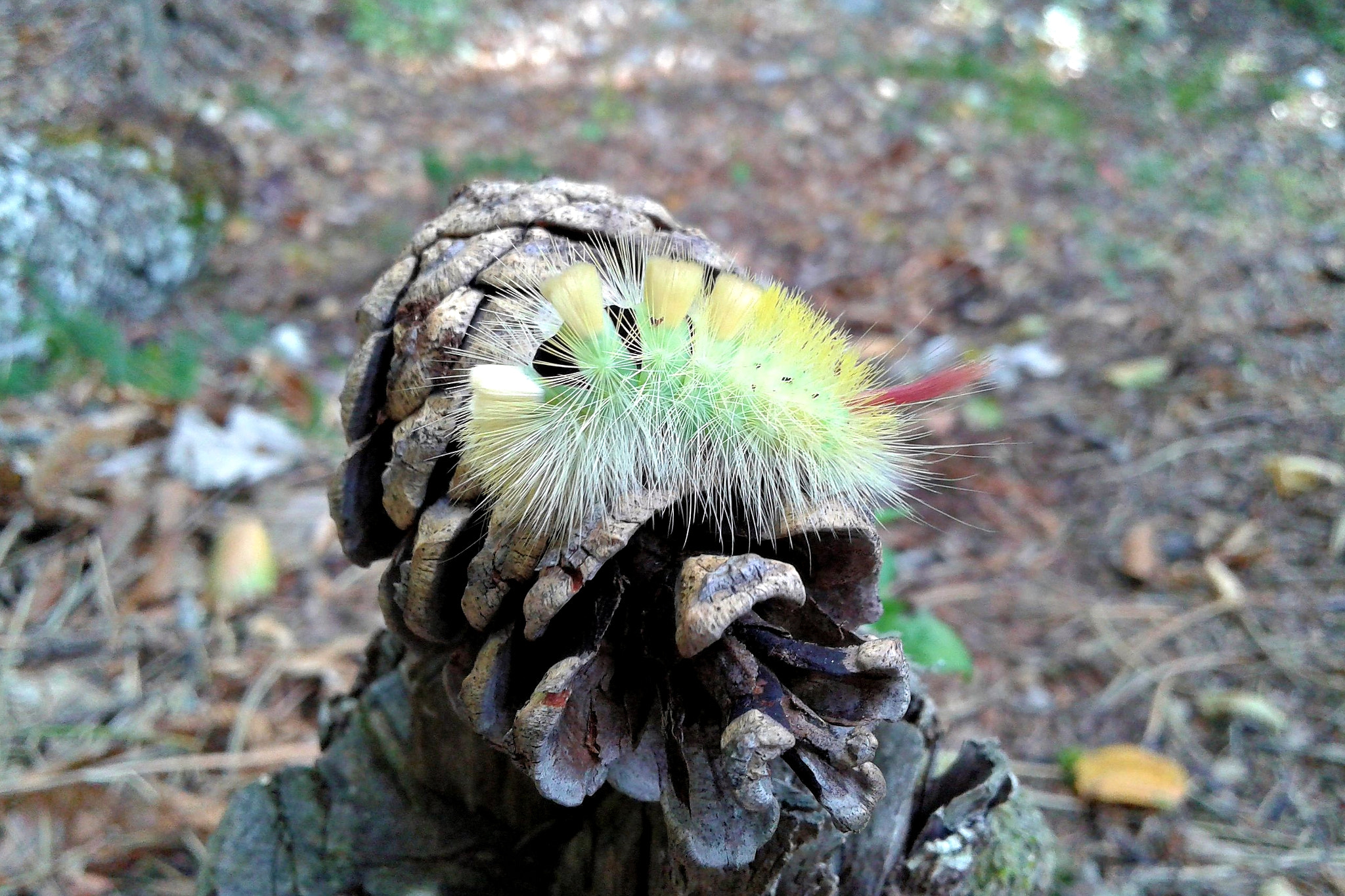 Samsung Galaxy Core Plus sample photo. 20151012_160910.jpg photography