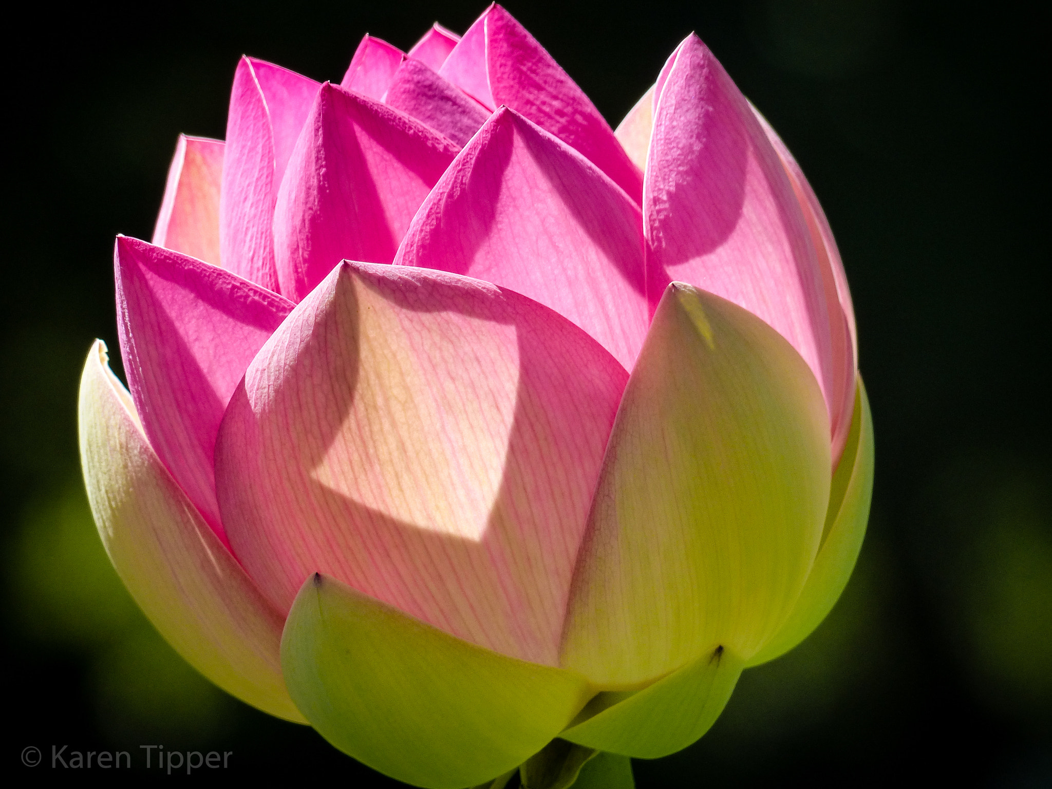 Leica V-Lux 4 sample photo. Sacred lotus photography