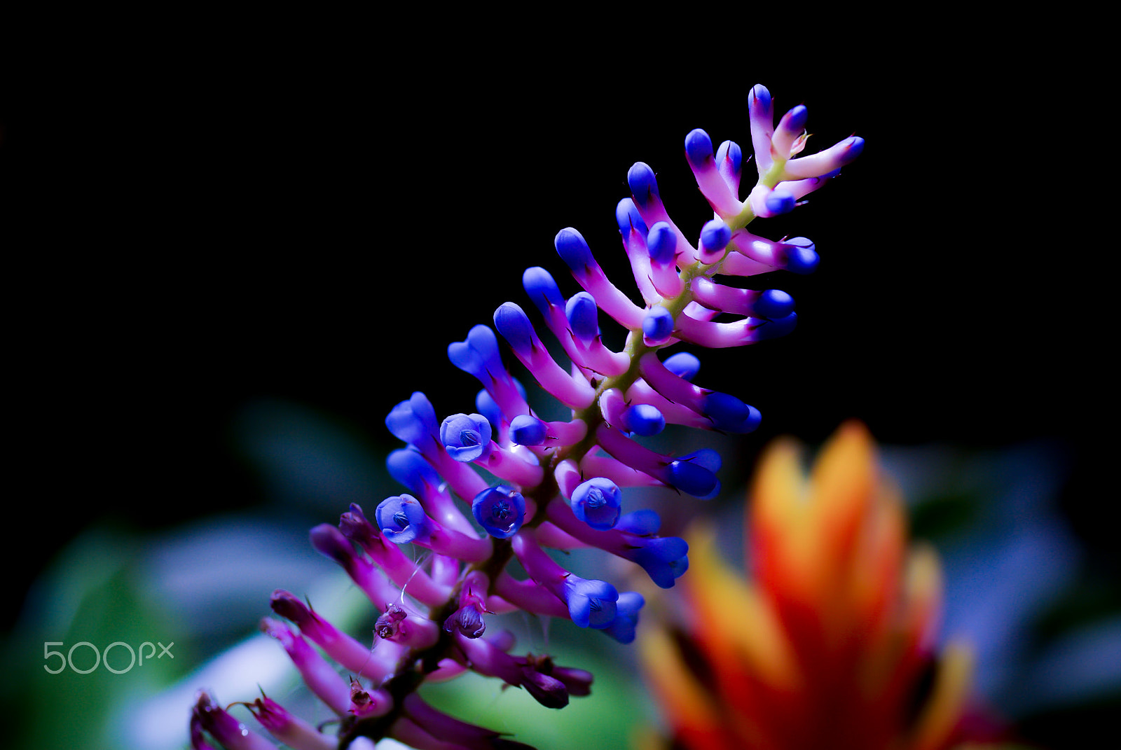 Pentax K10D + Tamron SP AF 90mm F2.8 Di Macro sample photo. Today's model photography