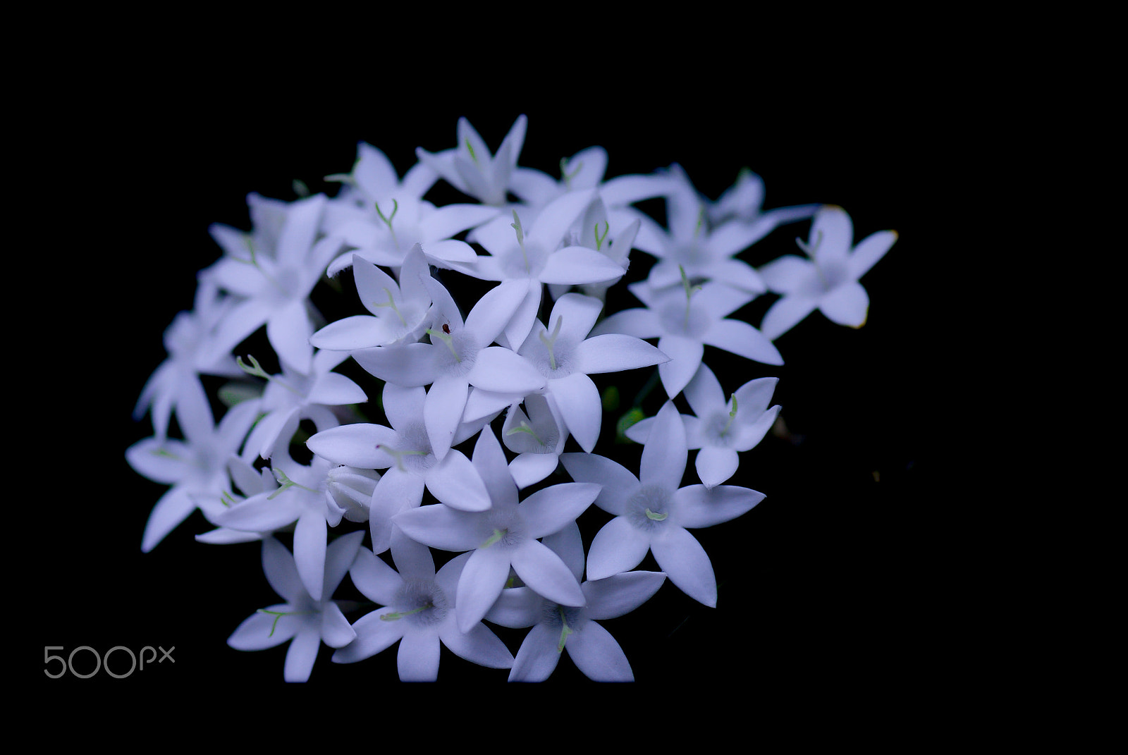 Pentax K10D + Tamron SP AF 90mm F2.8 Di Macro sample photo. Today's model photography