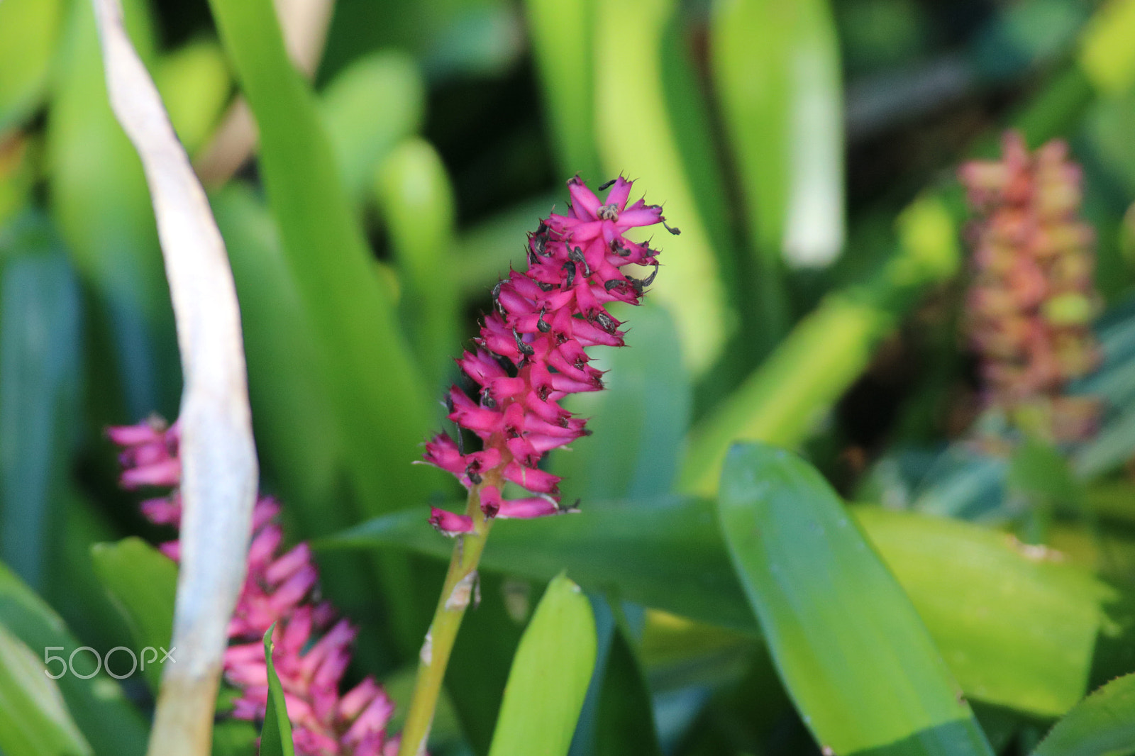 Canon EOS 760D (EOS Rebel T6s / EOS 8000D) sample photo. Staug photography