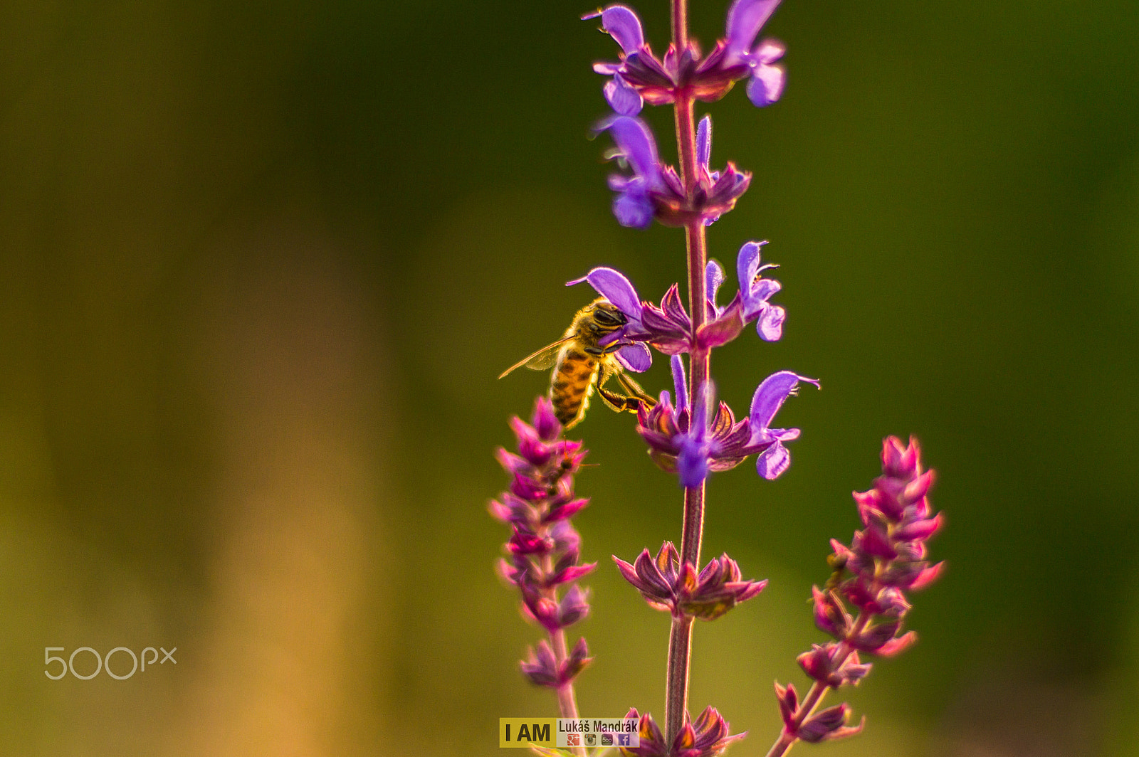 Nikon D3200 + Nikon AF Nikkor 50mm F1.4D sample photo. Busy bee photography