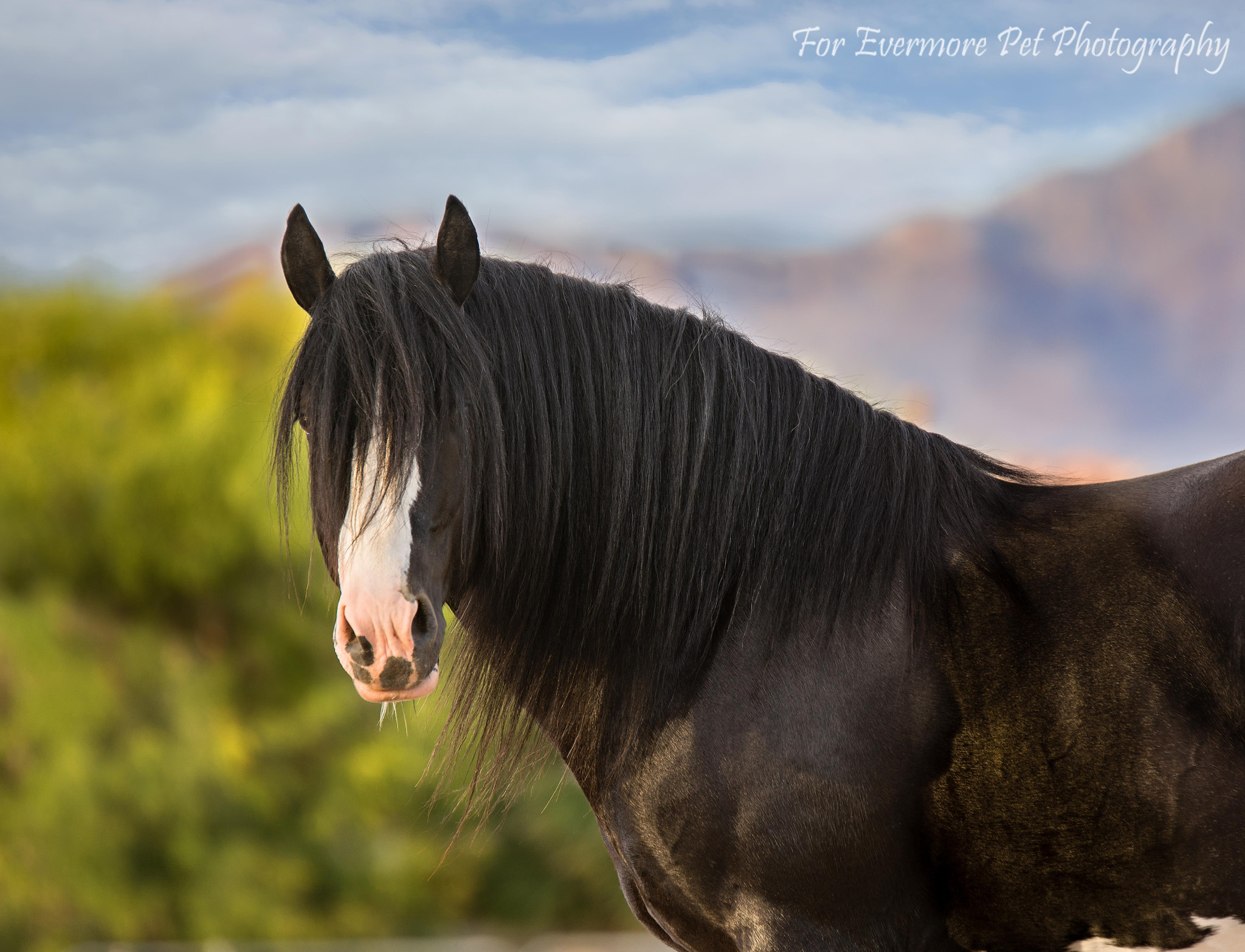 Nikon AF-S Nikkor 70-200mm F2.8G ED VR II sample photo. Gypsy vanner photography