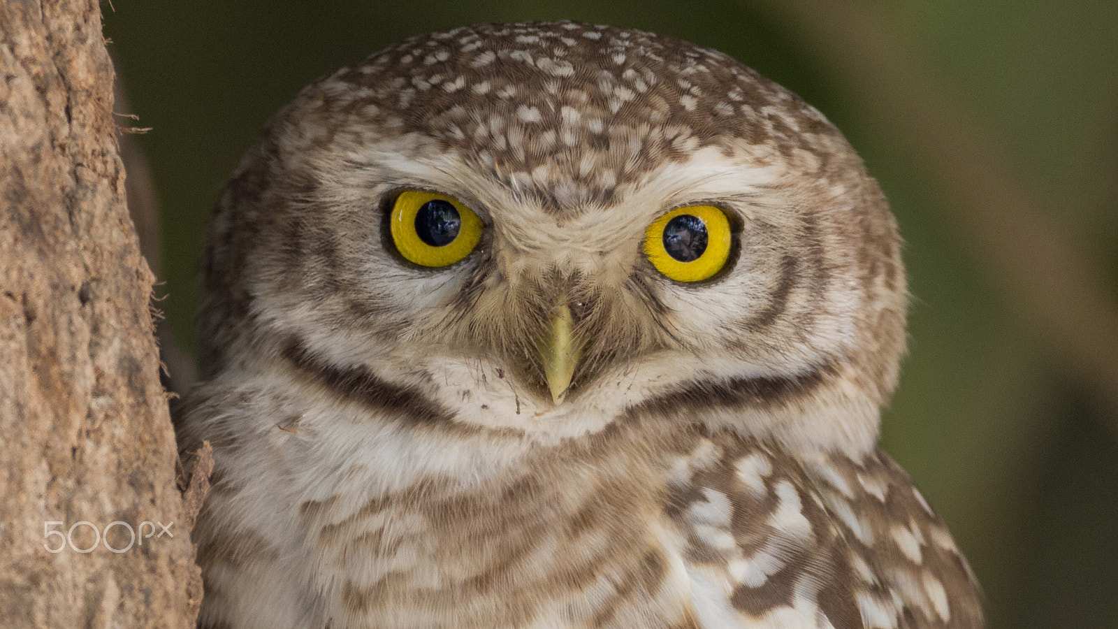 Sigma 150-600mm F5-6.3 DG OS HSM | C sample photo. Spotted photography