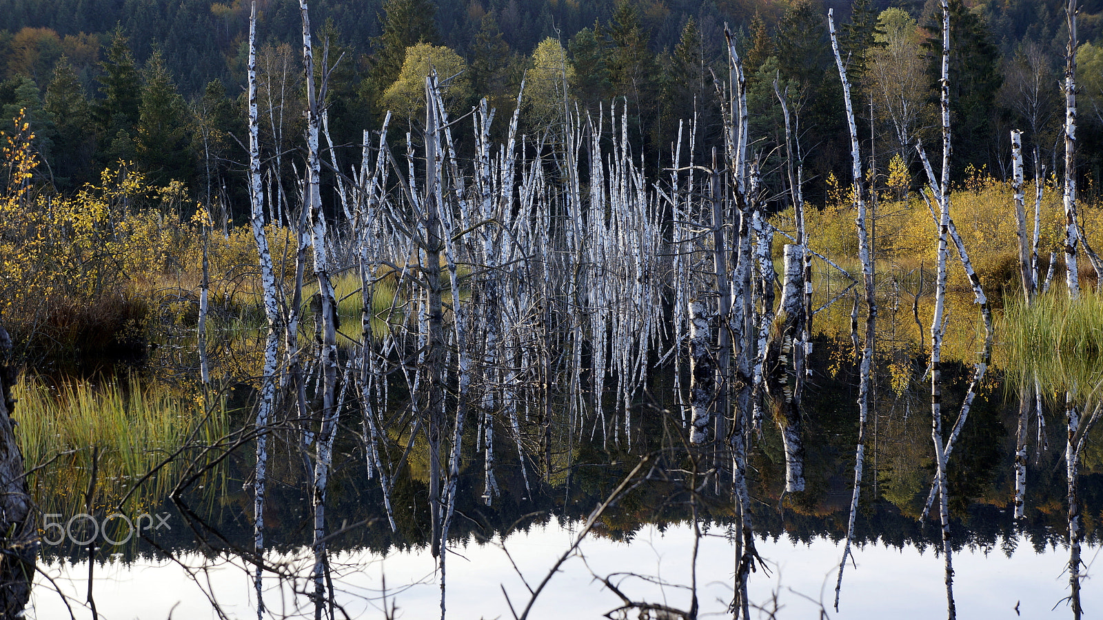Sony E 18-55mm F3.5-5.6 OSS sample photo. Autumn swamp photography