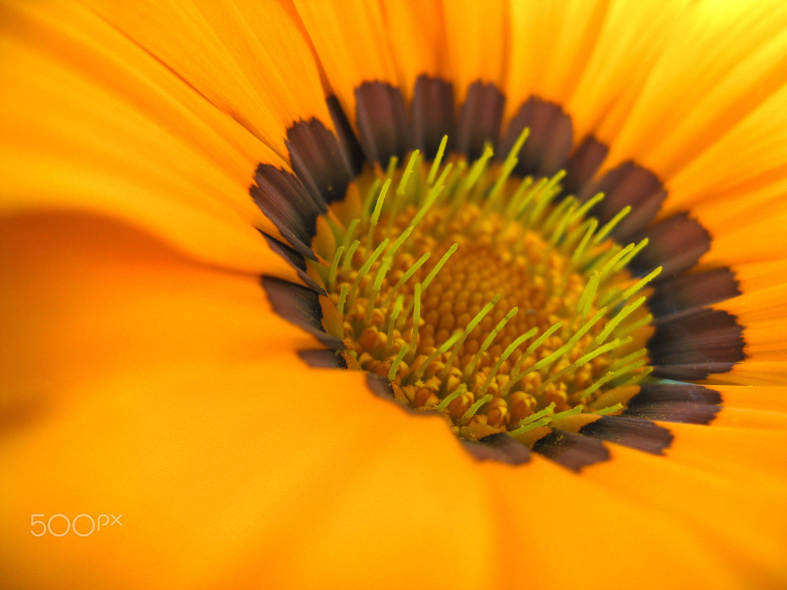 Canon DIGITAL IXUS 950 IS sample photo. Flower photography