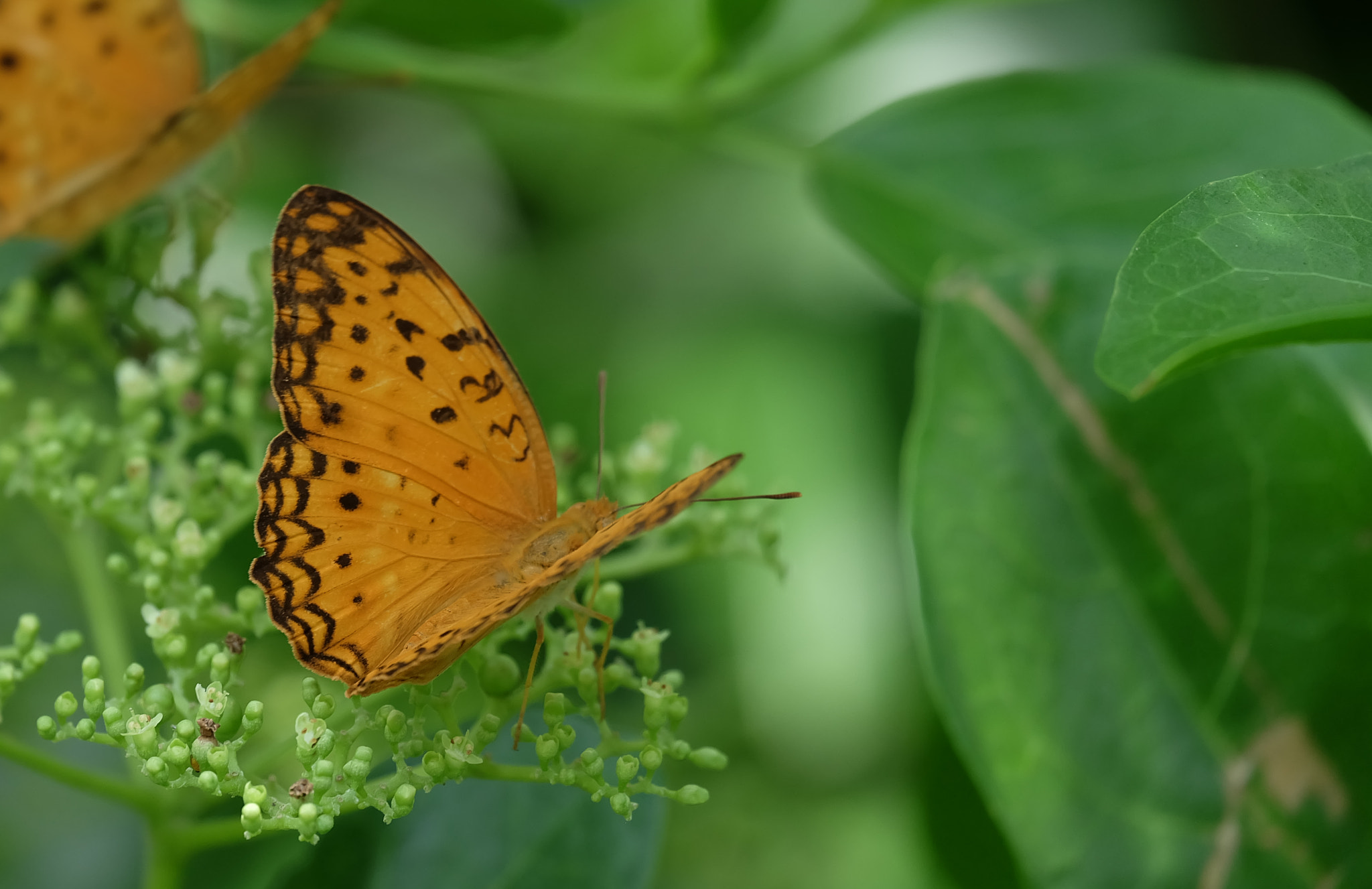 Fujifilm X-A2 + Fujifilm XC 50-230mm F4.5-6.7 OIS sample photo. Butterfly photography