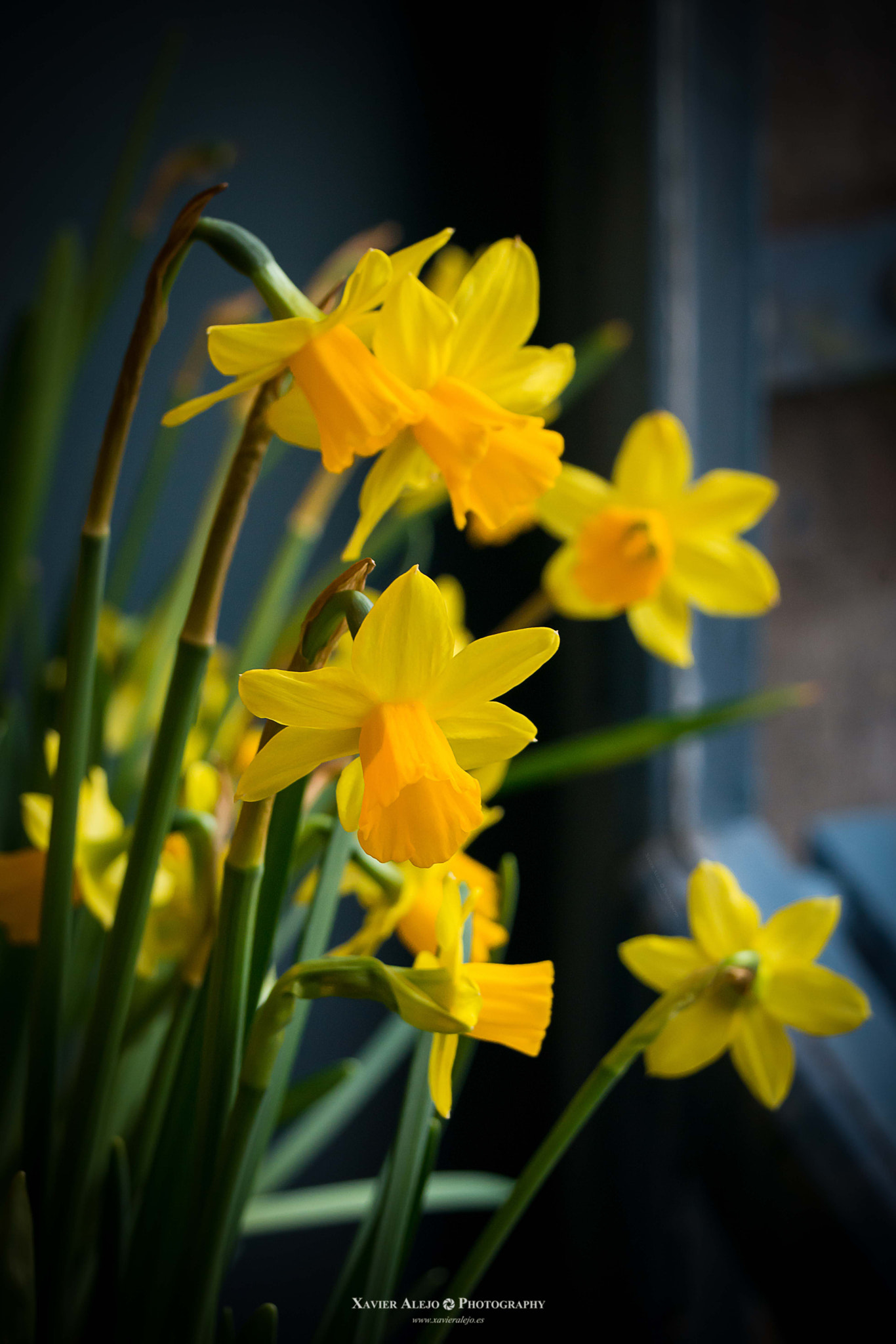 AF Zoom-Nikkor 28-80mm f/3.5-5.6D sample photo. Flors photography