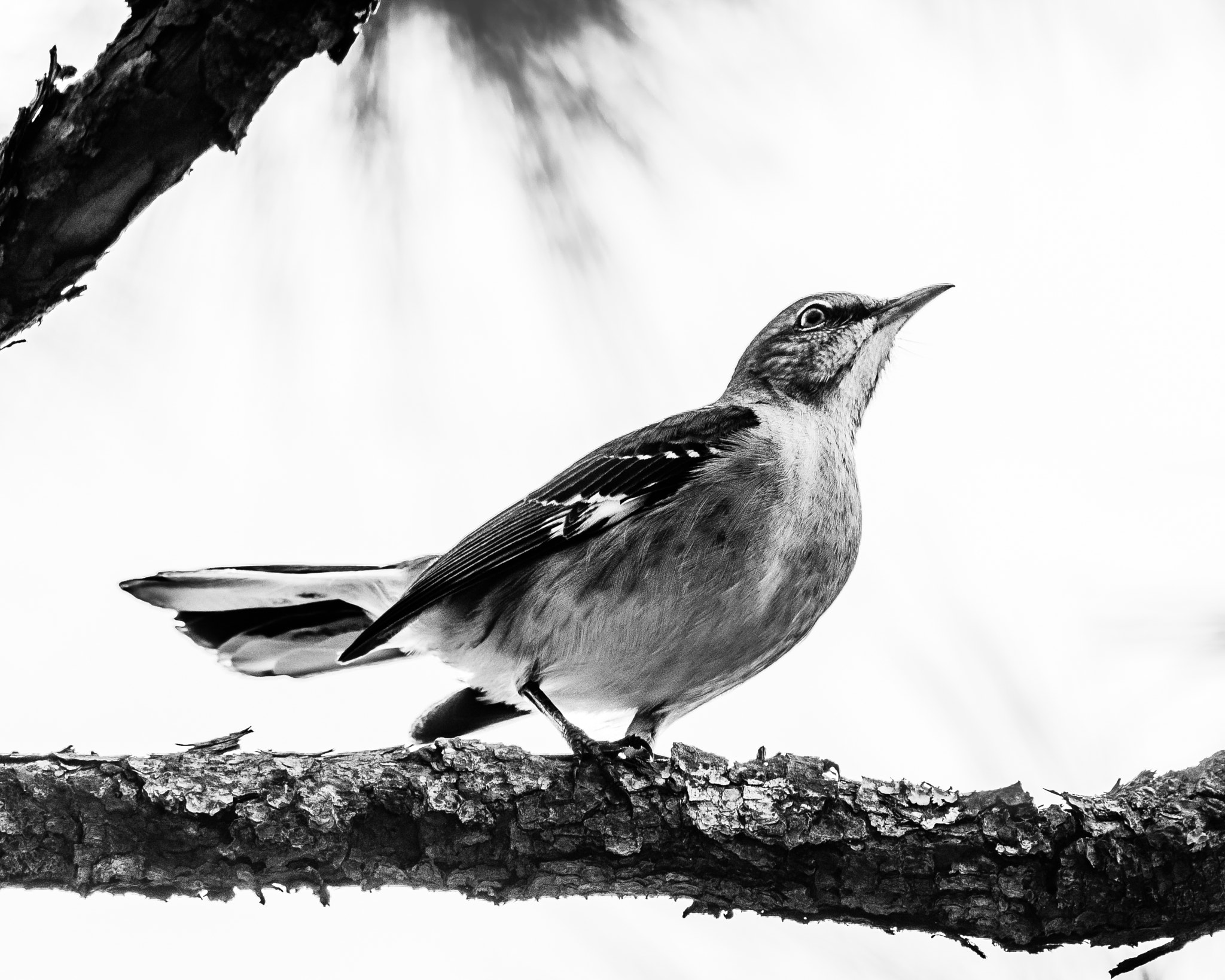 Nikon D7100 + AF Nikkor 70-210mm f/4-5.6 sample photo. Florida state bird (northern mockingbird) photography