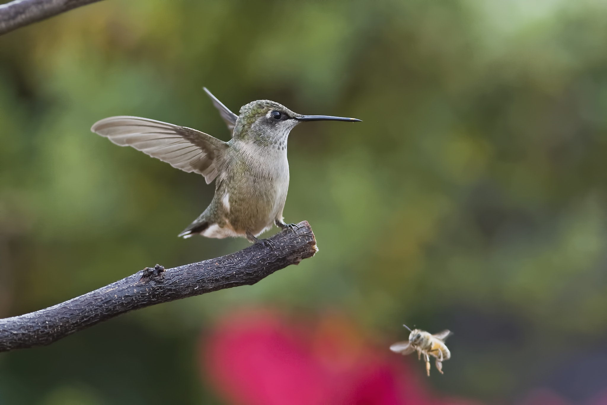 Nikon D7100 + AF Nikkor 70-210mm f/4-5.6D sample photo. Too close for comfort photography