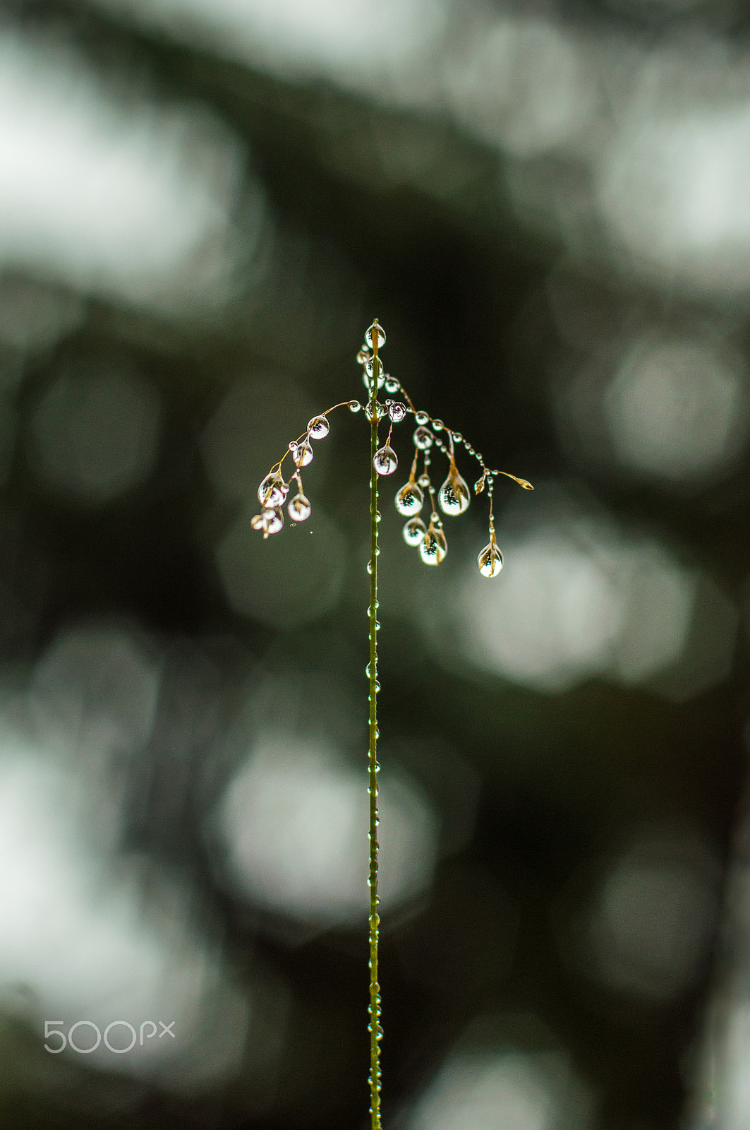 Nikon D3200 + Nikon AF Nikkor 50mm F1.4D sample photo. Raindrops photography