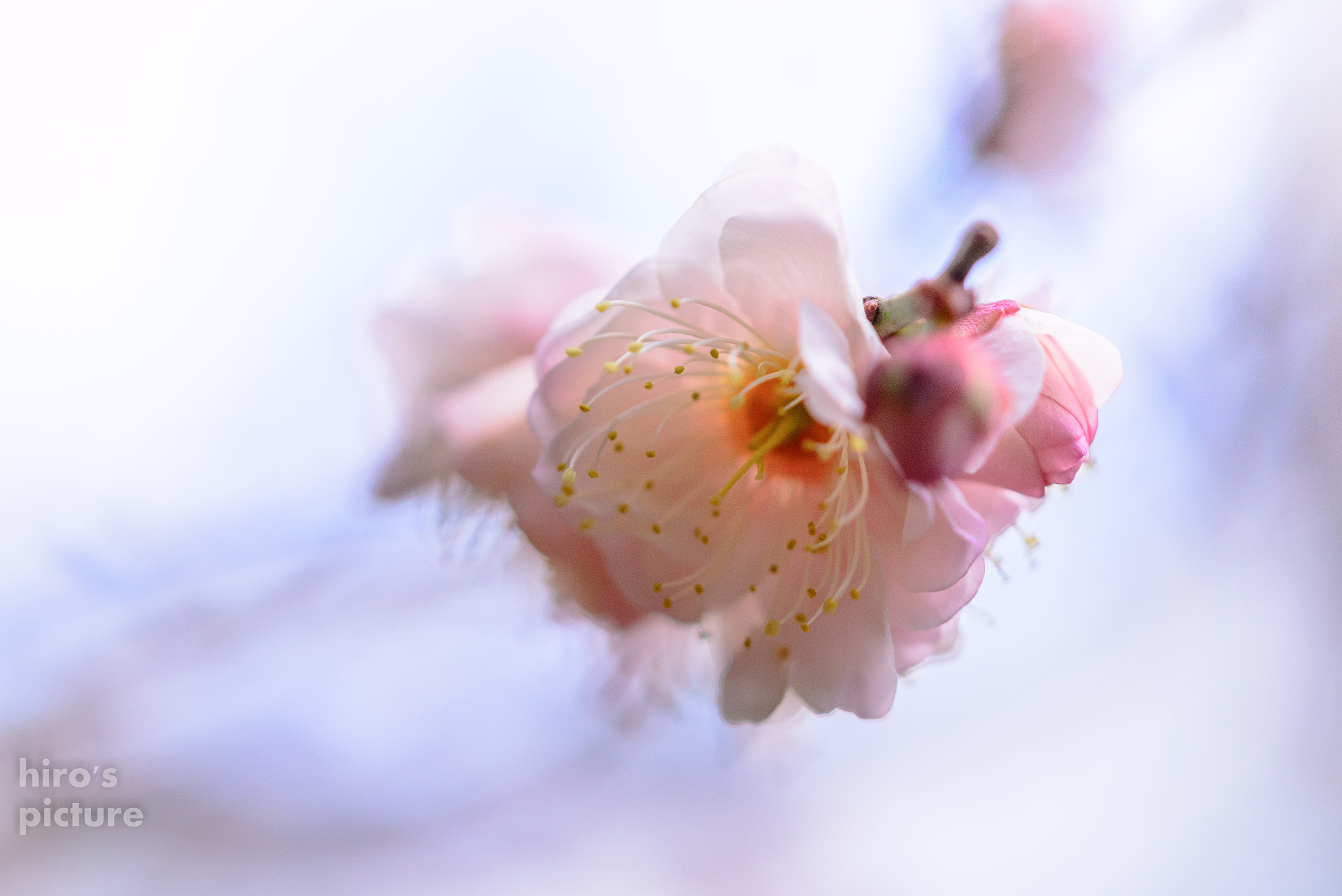 Sigma 105mm F2.8 EX DG OS HSM sample photo. Plum photography
