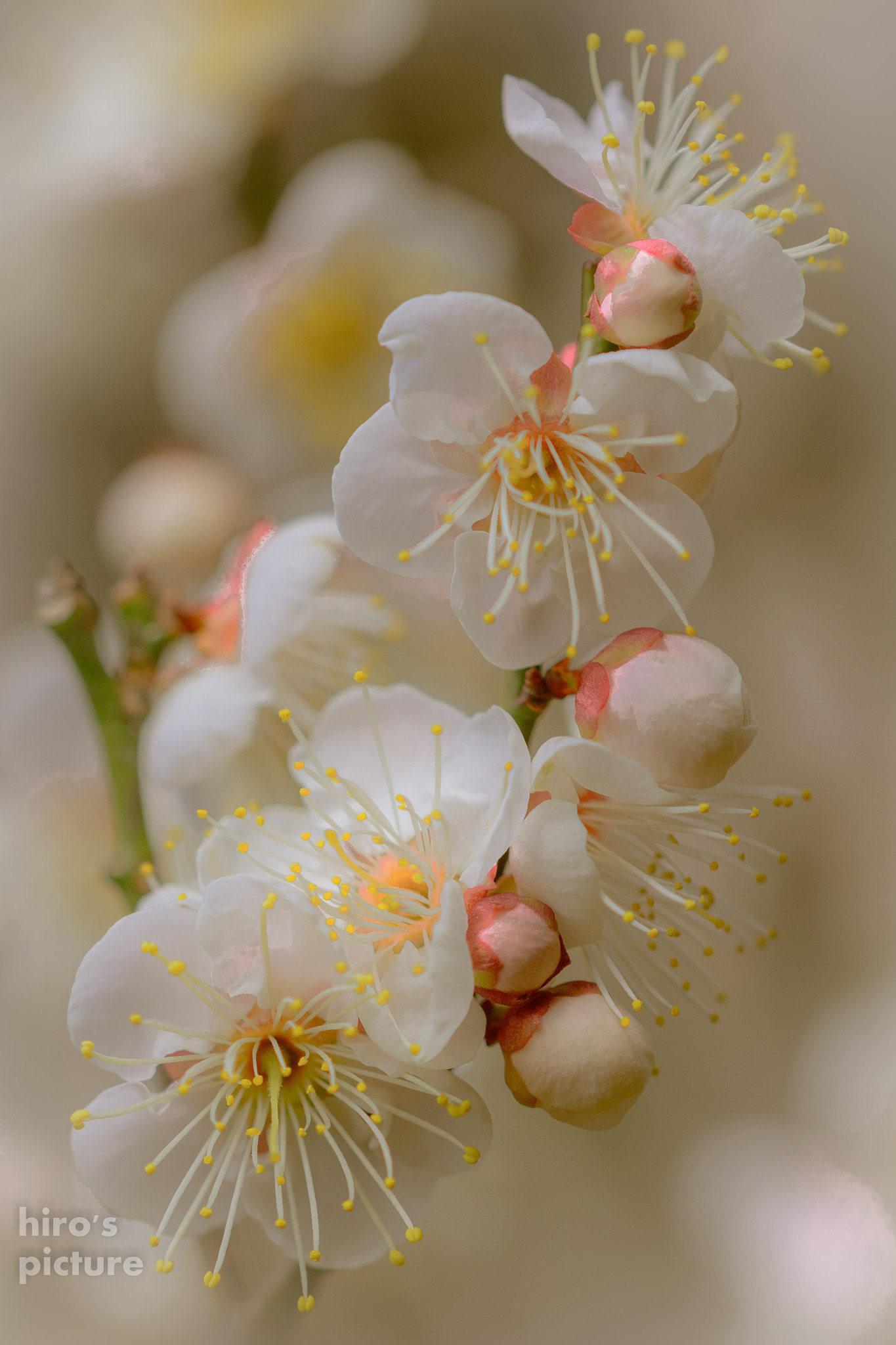 Sigma 105mm F2.8 EX DG OS HSM sample photo. Plum photography