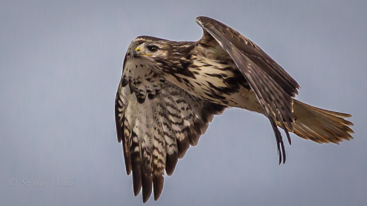 Canon EOS 6D + Canon EF 400mm F5.6L USM sample photo. Juvinille red tail hawk photography