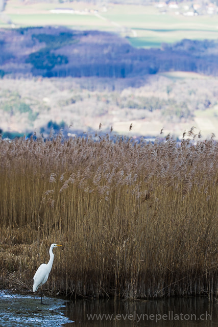 Canon EF 200-400mm F4L IS USM Extender 1.4x sample photo. Grande aigrette dans le paysage photography
