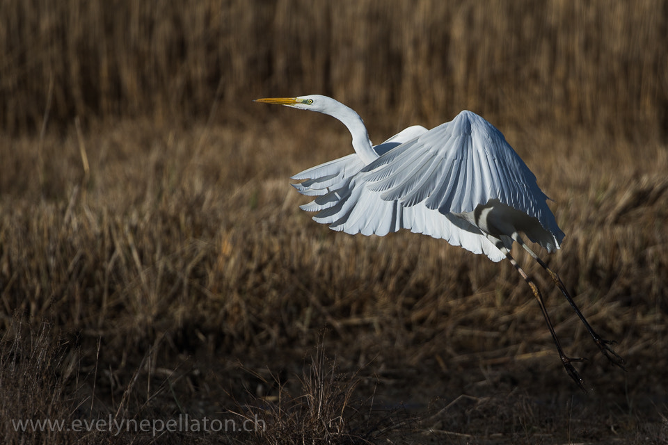 Canon EF 200-400mm F4L IS USM Extender 1.4x sample photo. Envol au soleil couchant photography