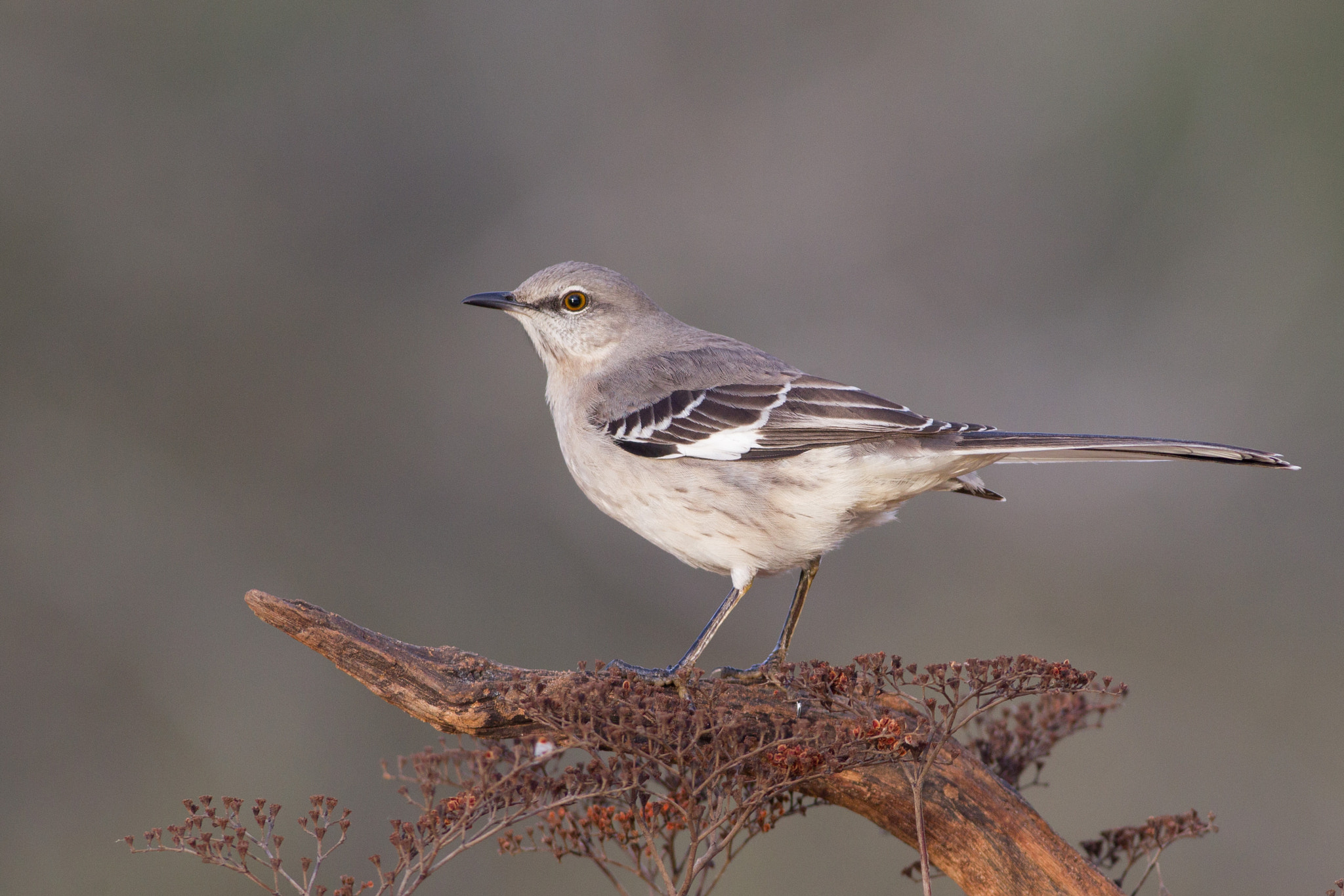 Canon EOS-1D Mark IV + Canon EF 400mm F5.6L USM sample photo. Northern mockingbird photography