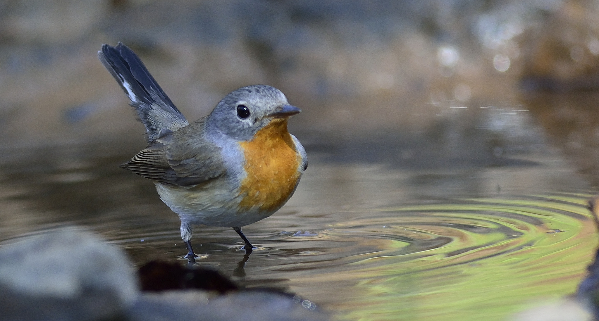 Nikon D5200 + Nikon AF-S Nikkor 300mm F4D ED-IF sample photo. The flycatcher photography