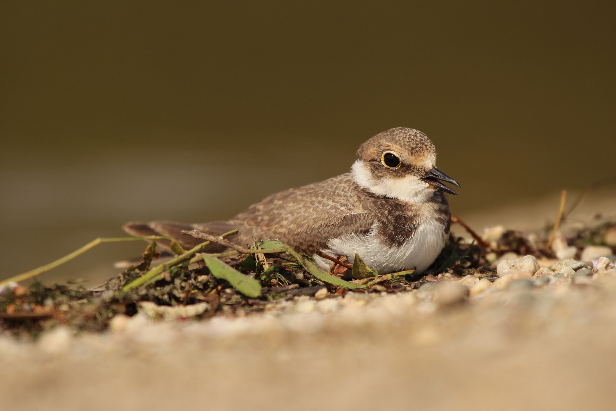 Canon EF 100-400mm F4.5-5.6L IS USM sample photo. Little ringed plover photography
