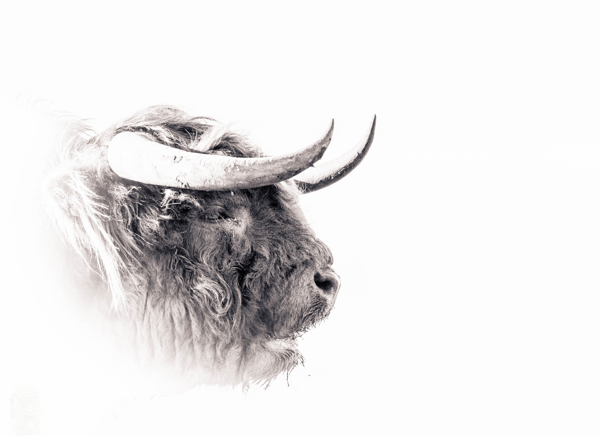 Sigma 150-500mm F5-6.3 DG OS HSM sample photo. Highland cow photography