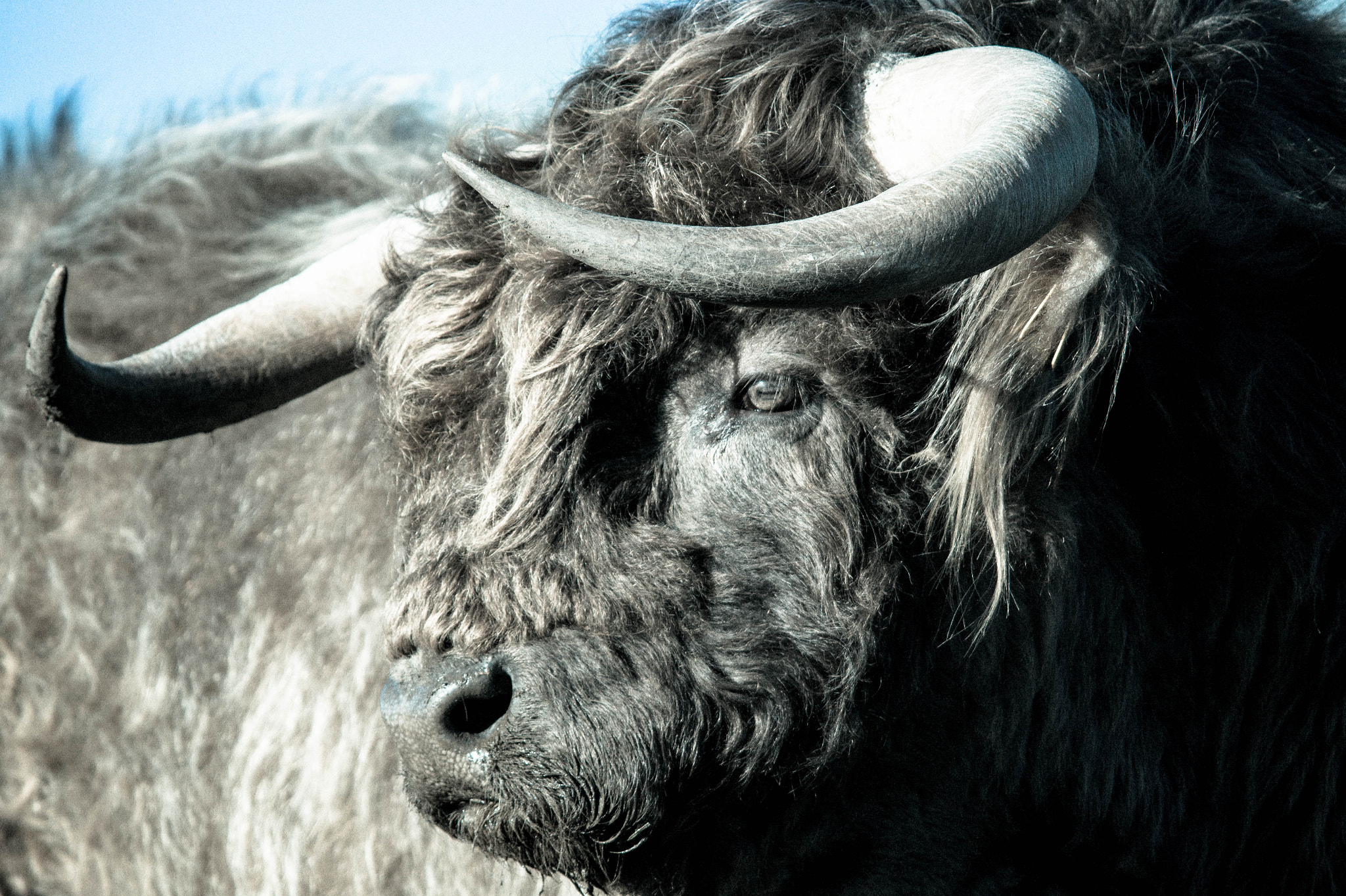 Sigma 150-500mm F5-6.3 DG OS HSM sample photo. Highland cow photography