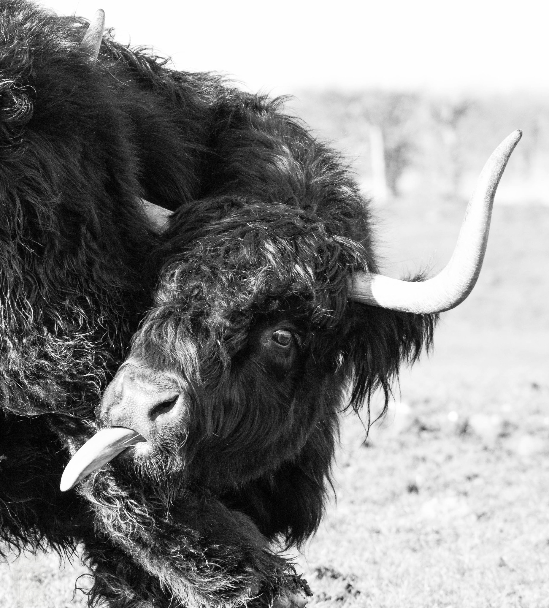 Sony SLT-A58 + Sigma 150-500mm F5-6.3 DG OS HSM sample photo. Highland cow photography