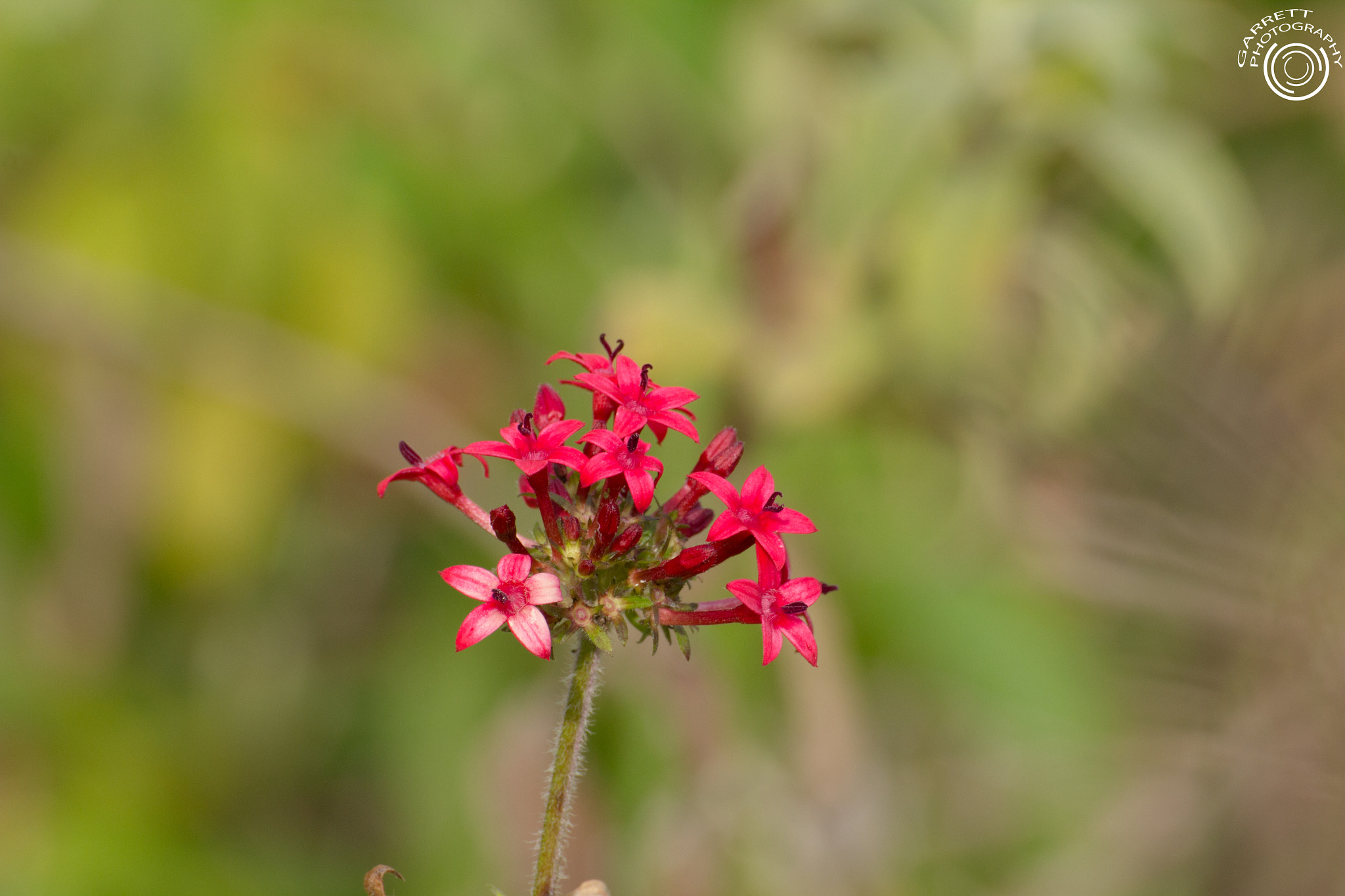 Tamron SP 35mm F1.8 Di VC USD sample photo. Elegant photography