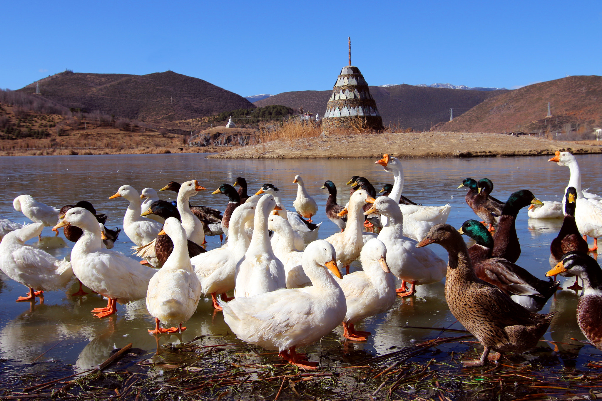 Tokina AT-X Pro 12-24mm F4 (IF) DX sample photo. Duck photography