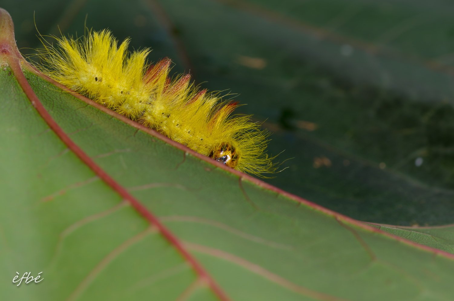 Pentax K-5 + Pentax smc D-FA 100mm F2.8 macro sample photo. Noctuelle de l' erable - acronicta aceris photography