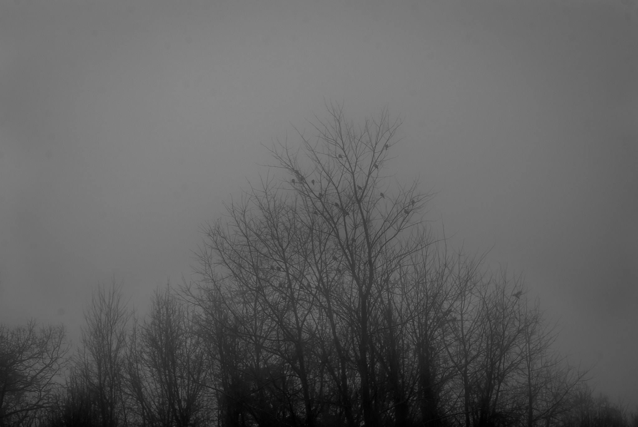 Nikon D80 + Sigma 50-150mm F2.8 EX APO DC HSM II + 1.4x sample photo. Another foggy morning... photography