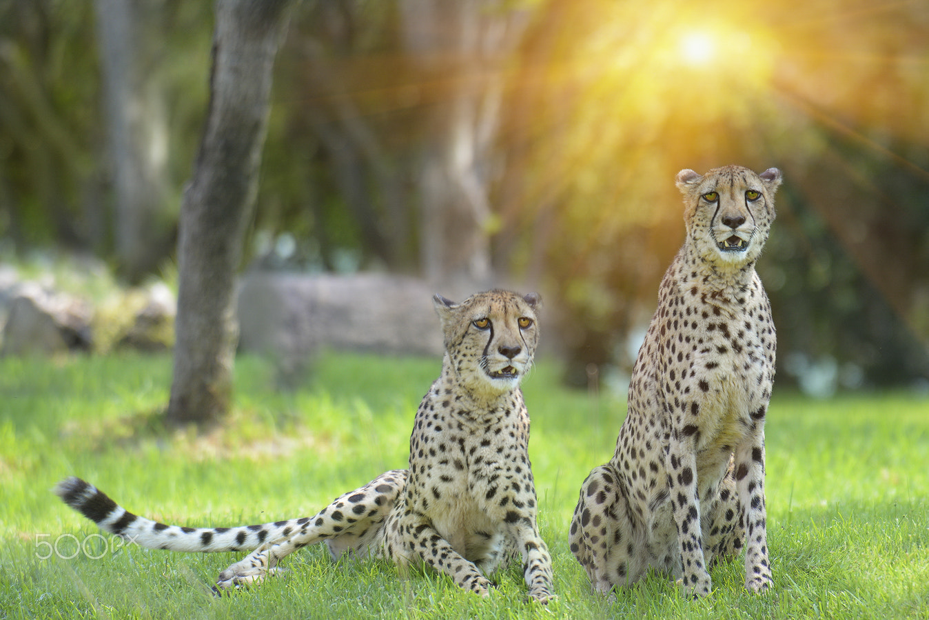 Nikon AF-S Nikkor 17-35mm F2.8D ED-IF sample photo. Wild animals photography