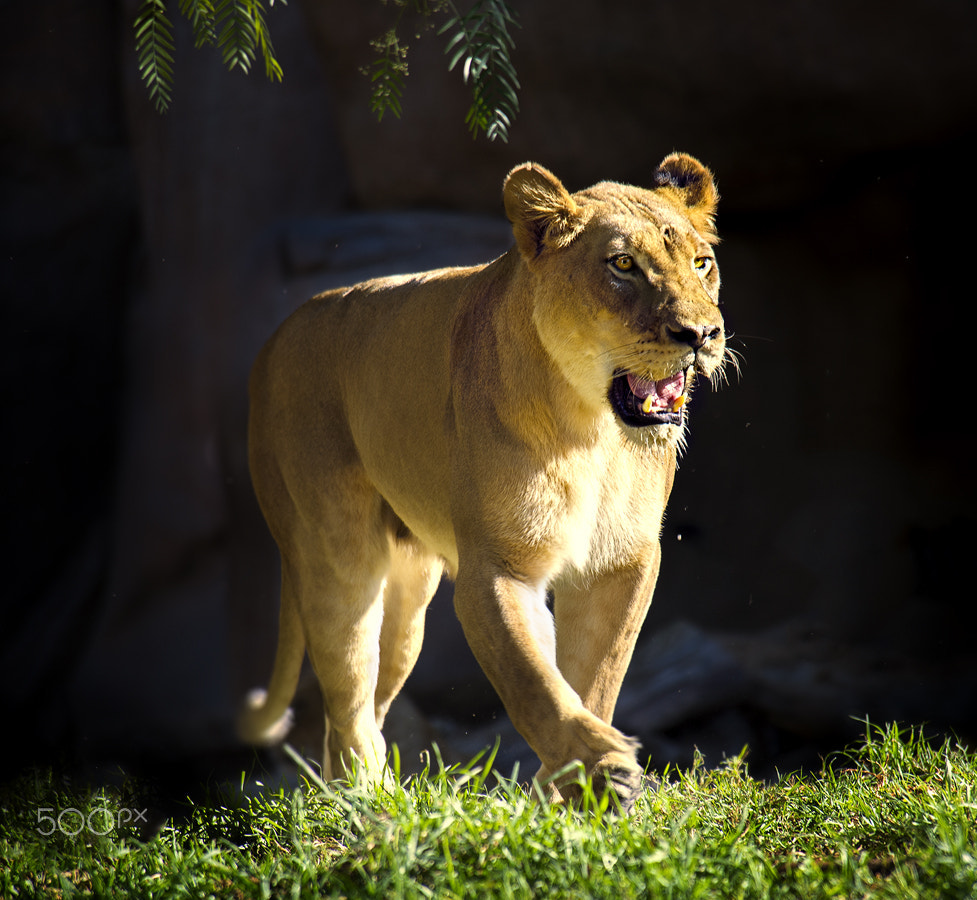 Nikon D4 sample photo. Wild animals photography