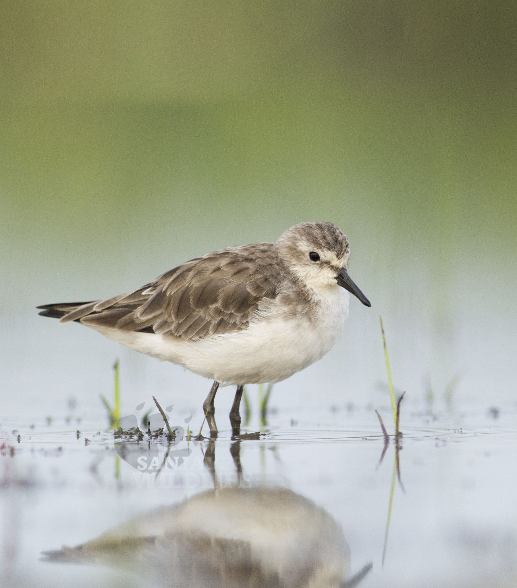 Canon EOS 60D + Canon EF 300mm F4L IS USM sample photo. Dunlin, winter plumage. photography