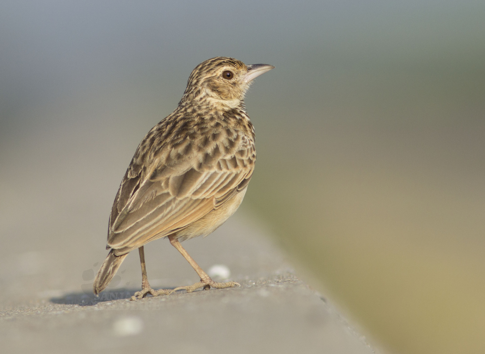 Canon EOS 60D + Canon EF 300mm F4L IS USM sample photo. Indian bushlark photography
