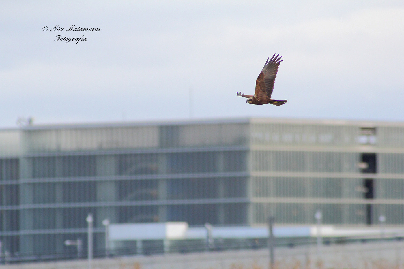 Canon EOS 60D + Canon EF 50mm f/1.8 sample photo. Lagunero photography