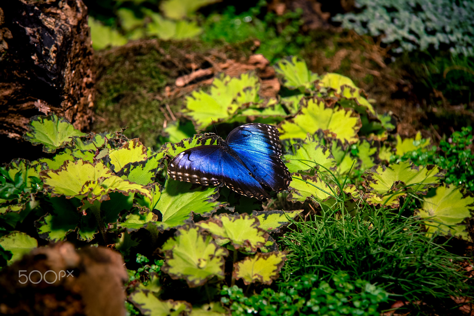 Canon EOS 1000D (EOS Digital Rebel XS / EOS Kiss F) sample photo. Blue emperor photography