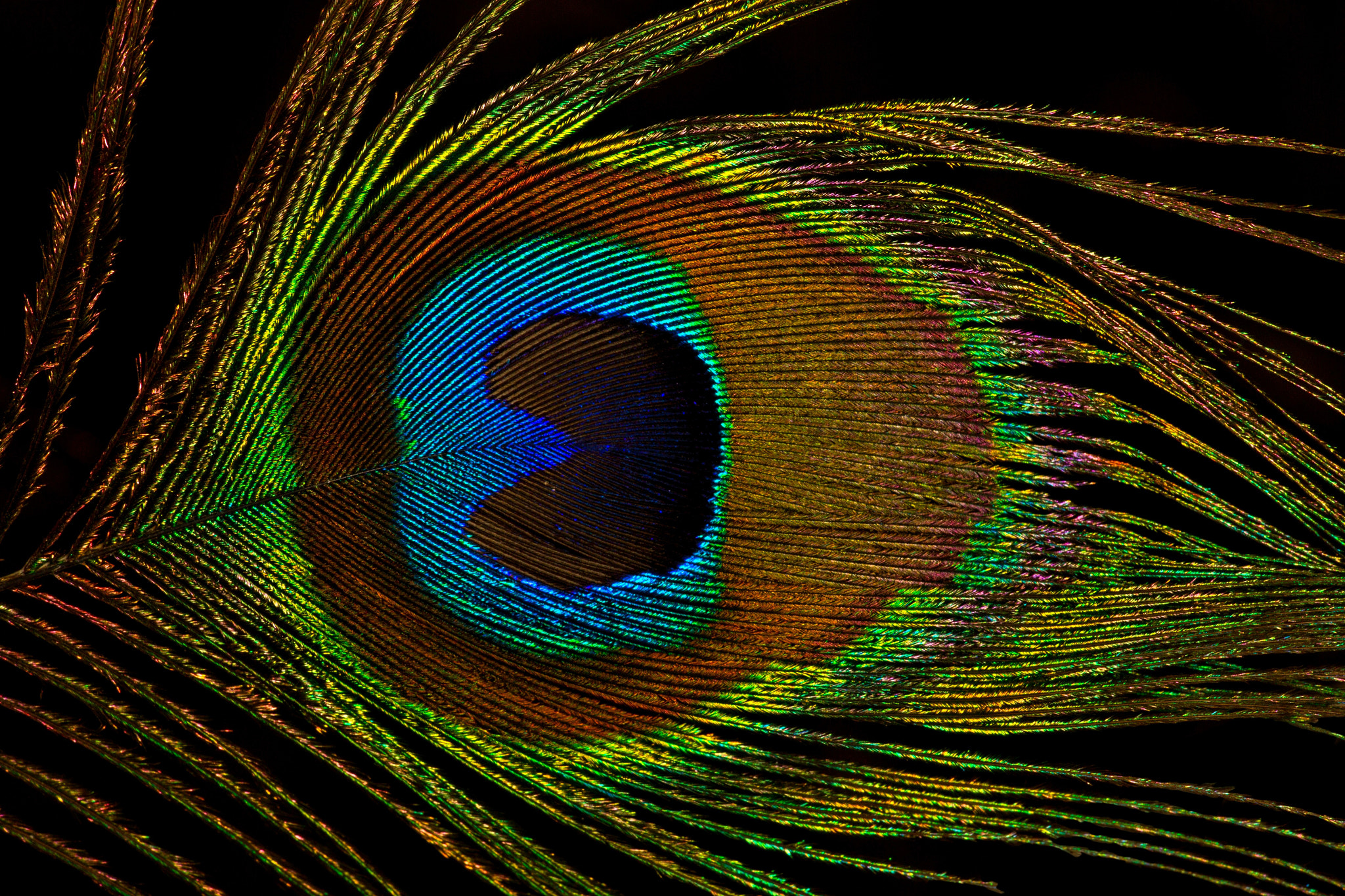 Canon EOS-1D Mark IV + Sigma APO Macro 150mm f/2.8 EX DG HSM sample photo. African peacock feathers photography
