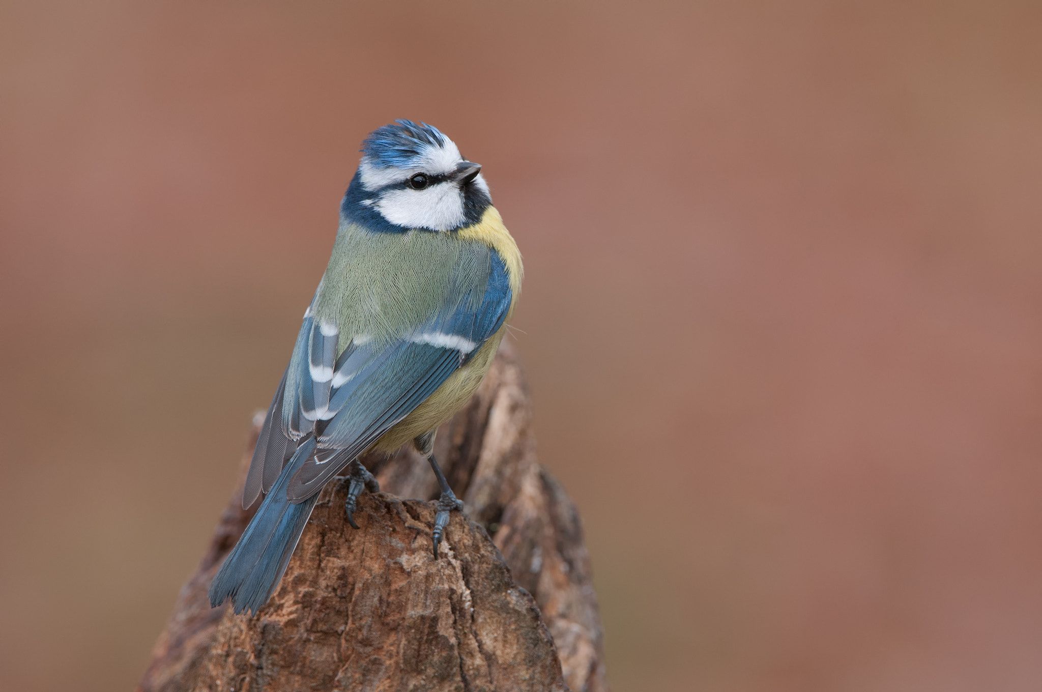 Nikon AF-S Nikkor 200-400mm F4G ED-IF VR sample photo. Blue tit photography