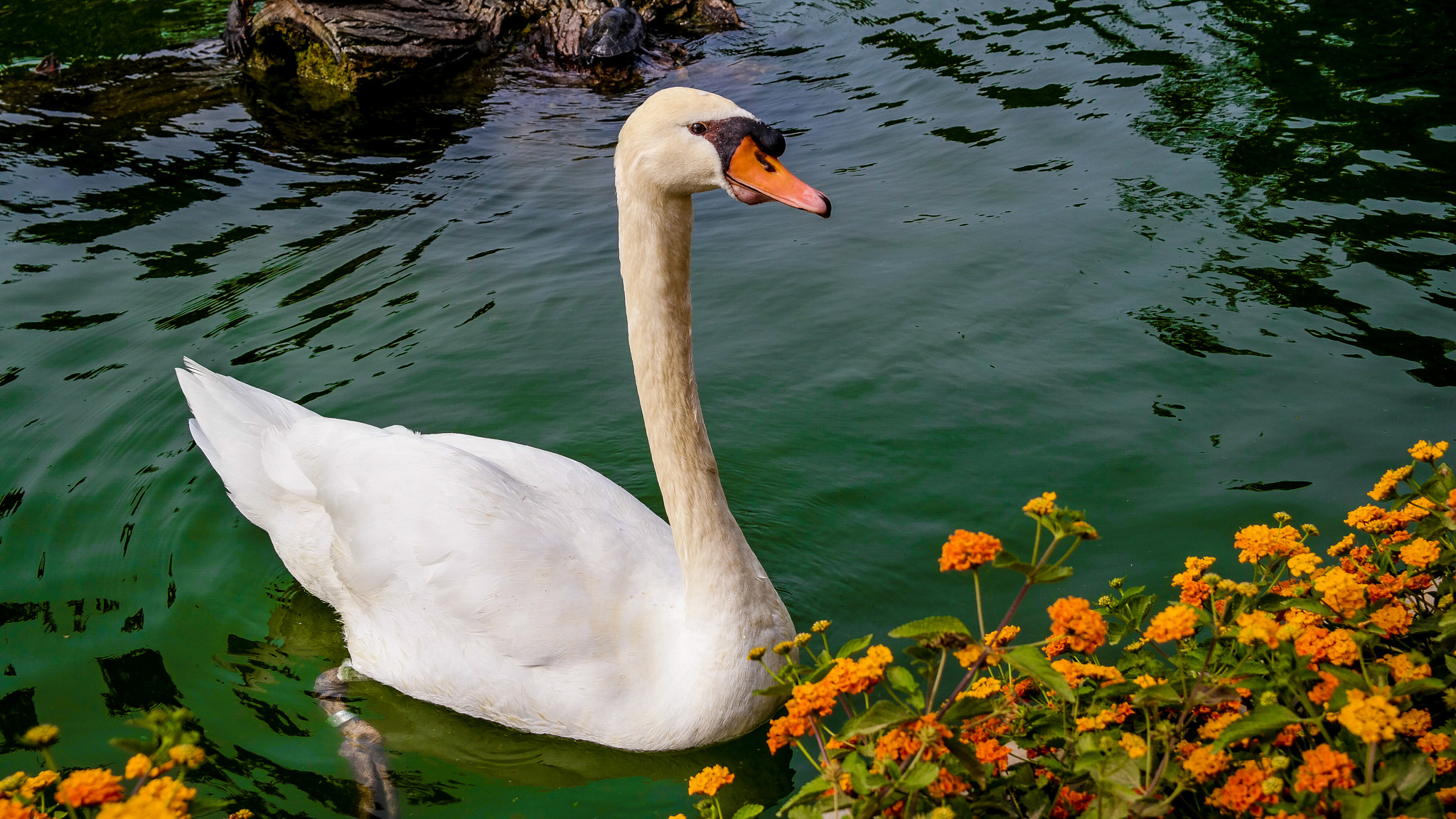 Samsung NX30 + NX 18-55mm F3.5-5.6 sample photo. Calm swan photography